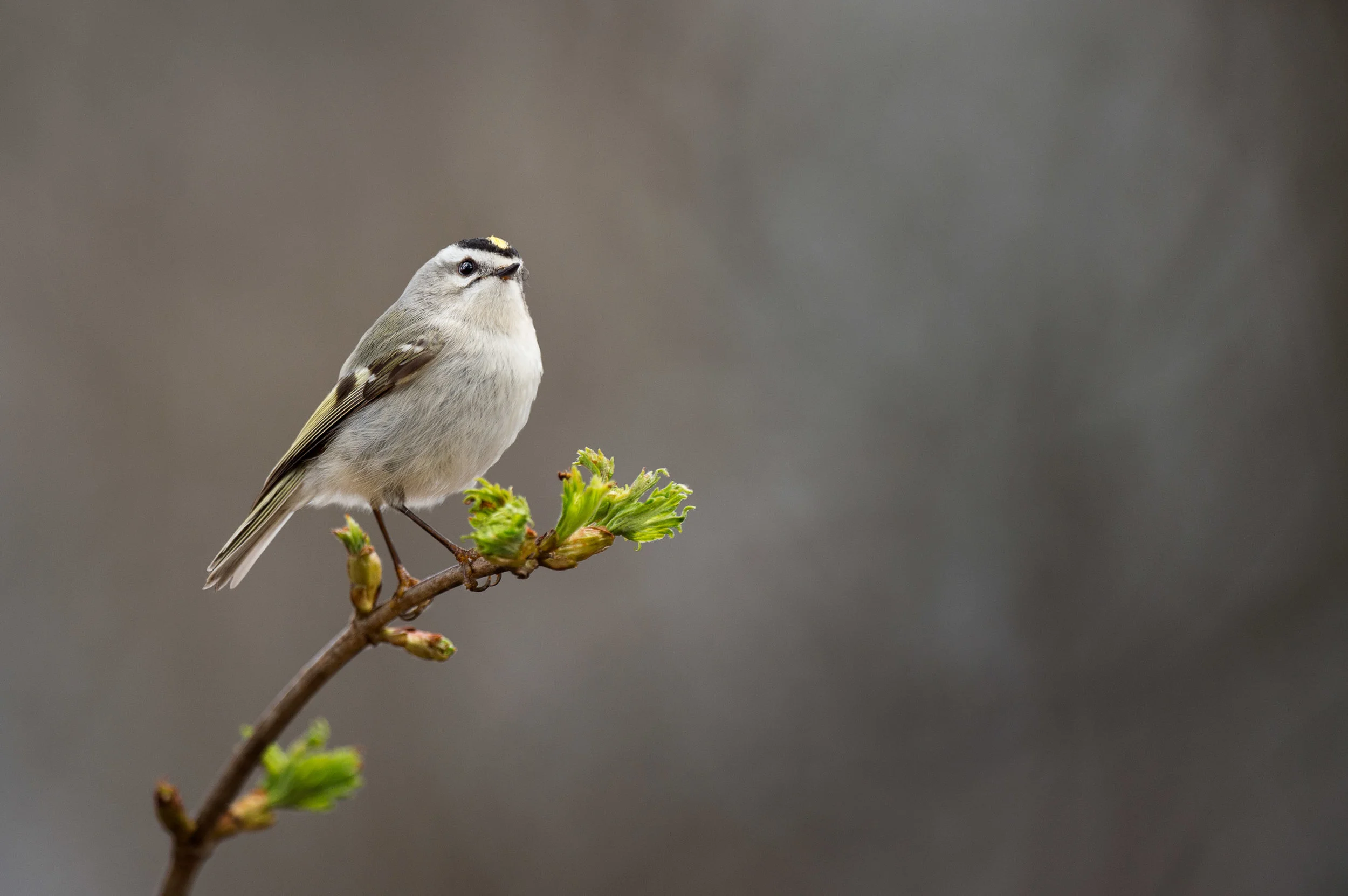 A Golden-crowned Kinglet perches atop a branch with fresh green leaves just starting to appear.