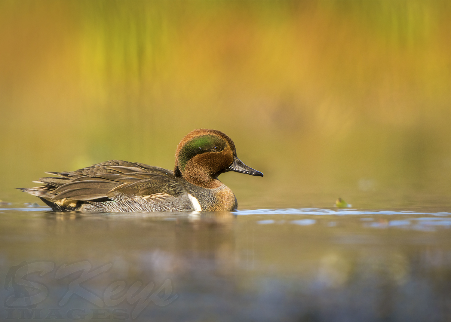 Gaining low perspective on waterfowl is challenging and rewarding. This was taken laying on the shore of a pond. When I saw the ducks I noticed this great golden color in the background, which was created by dead grasses in the morning sun. Getting flat of the ground allowed me to get the background in the frame. Had I shot this higher all of those colors would be missed except what might have been seen in the water reflection.