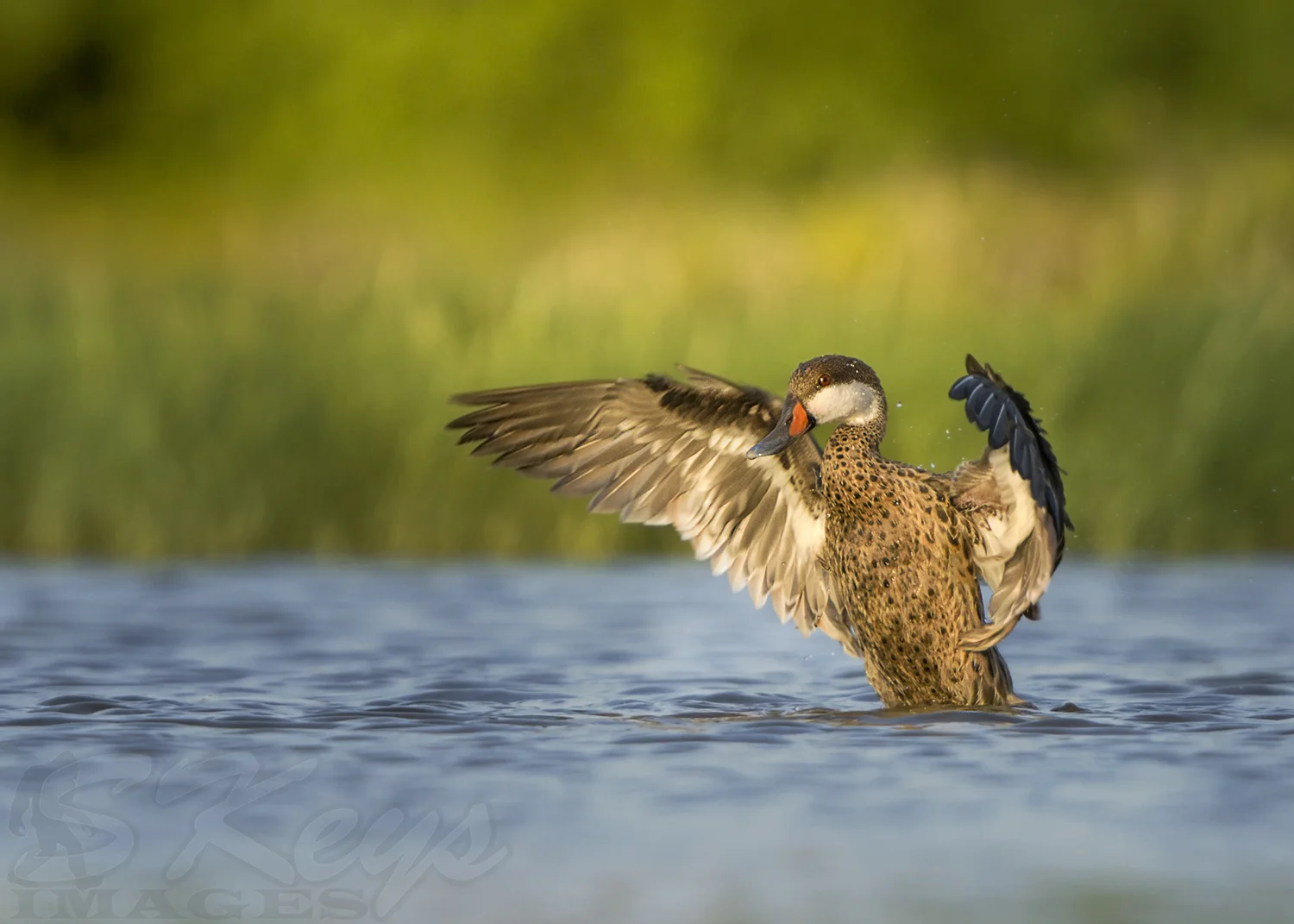 The low angle on this White-cheeked Pintail (Aruba) created a very shallow area of water in focus. The water ends at the grasses and creates a horizontal line at about the 1/3 mark from the bottom. I personally like including these breaks in backgrounds. Because he is drying off, the head of the duck is not up in the greens and yellows. A higher perspective would likely, but the head in the water, not the grasses.