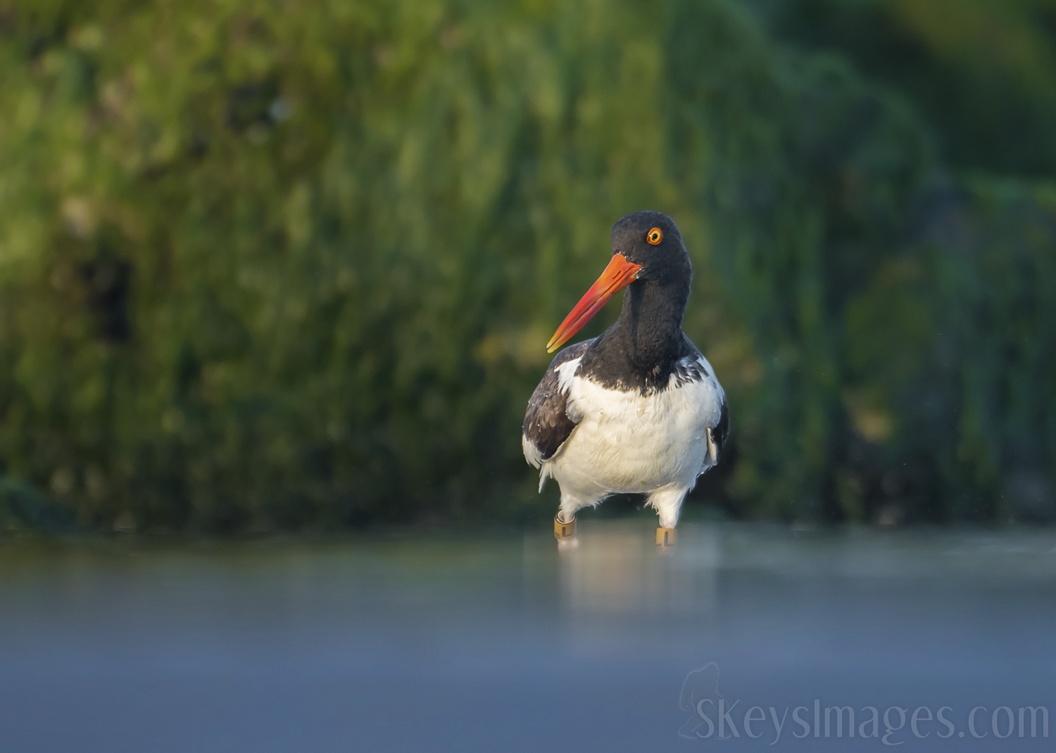 I wanted to be sure to include the green mossy rocks as part of this background, so I got super low to catch this Oystercatcher in a small pool near the jetty. Had I been a foot higher, I would have lost the rocks and only gotten the shallow blue pool. I think getting both the pool and the rocks created a better product.
