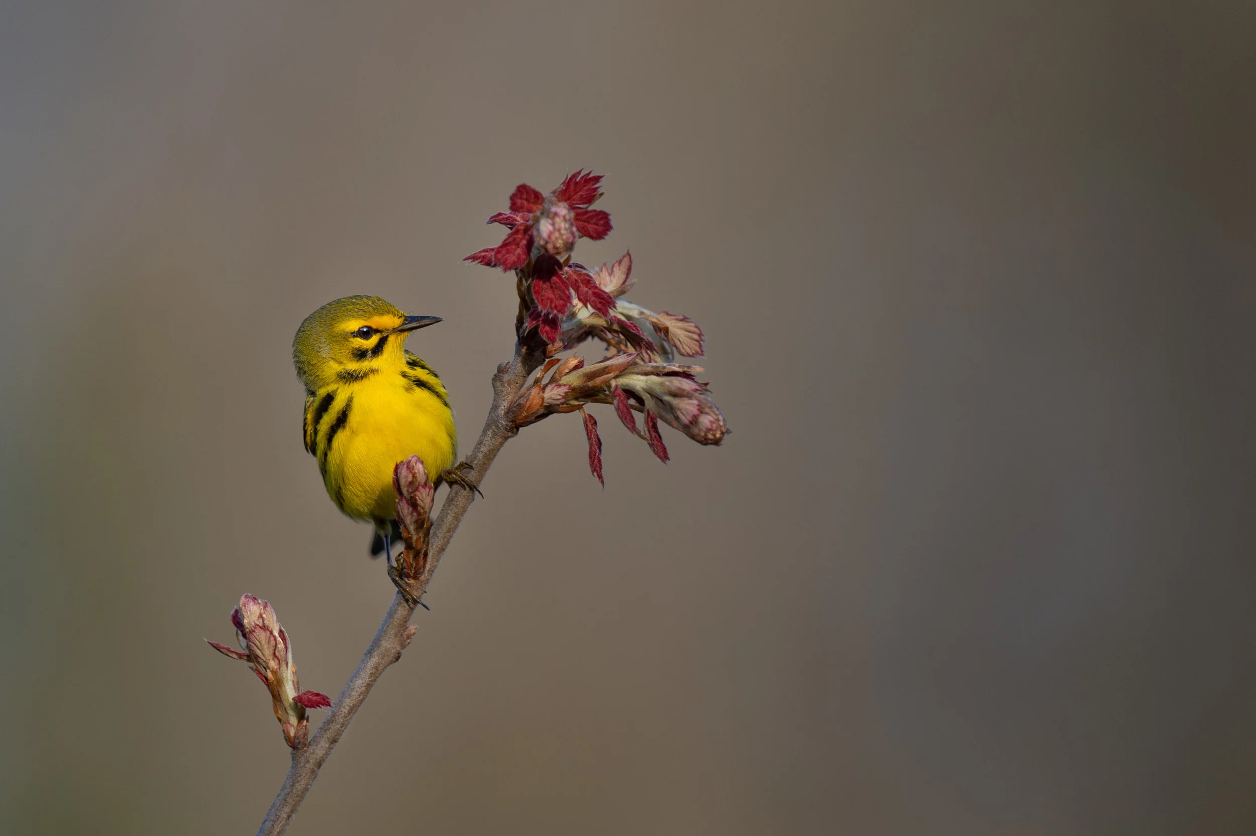 25_Prairie Posed.jpg