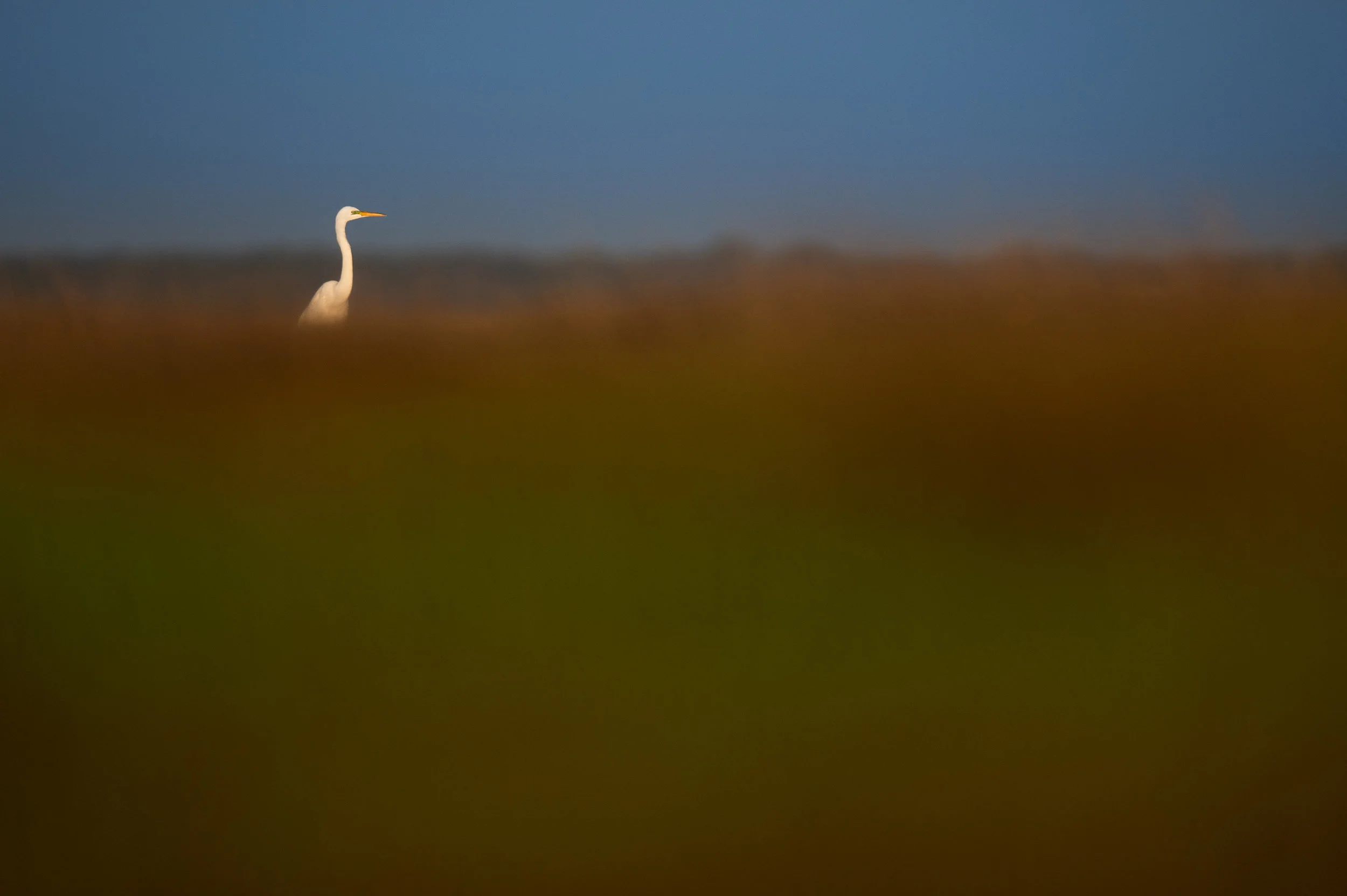 01_Great Egret in the Marsh.jpg