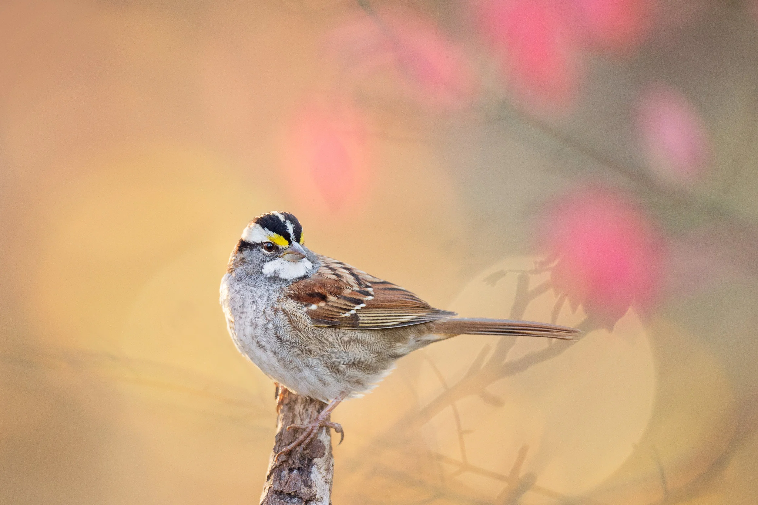 A close portrait of a White-throated Sparrow with splashes of pink out of focus leaves in the background.