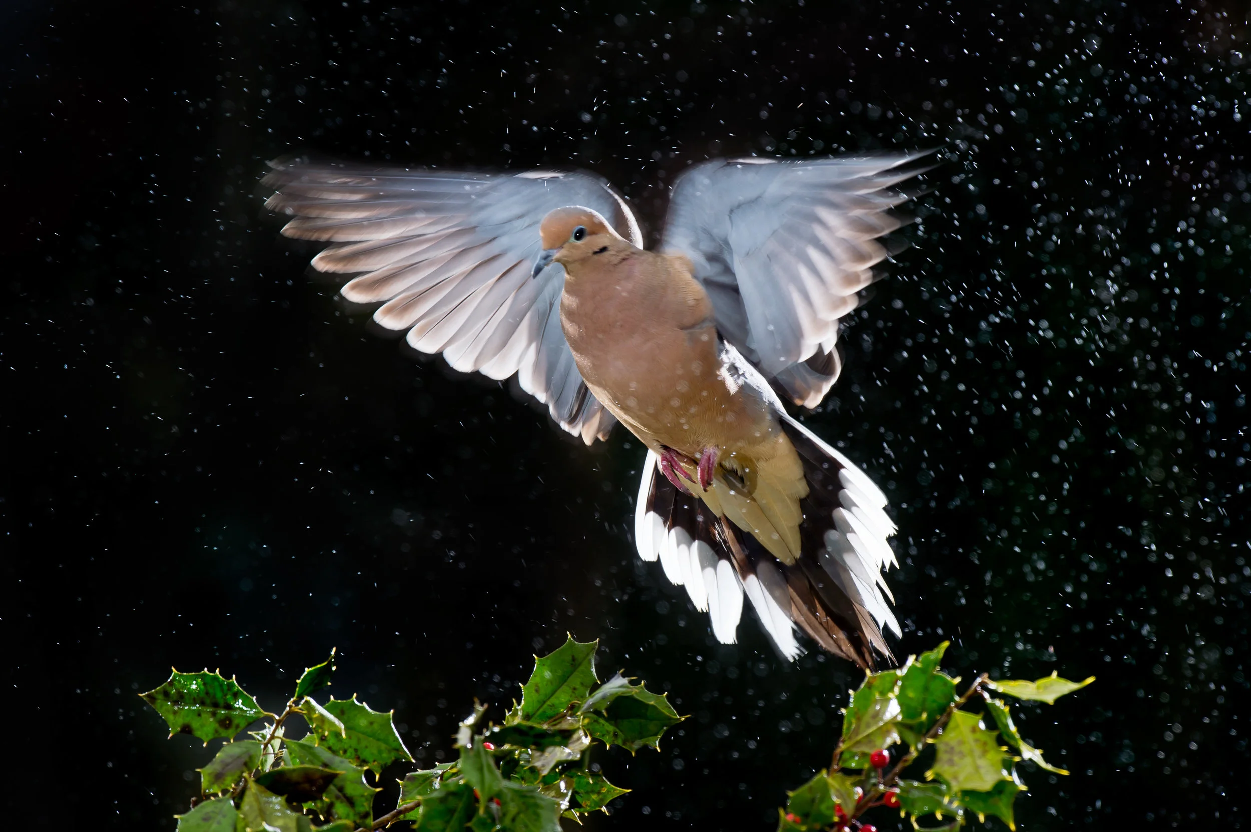 I caught this Mourning Dove coming in for a landing during some light rain. The flashes helped to make the rain stand out and nearly freeze the flapping wings.