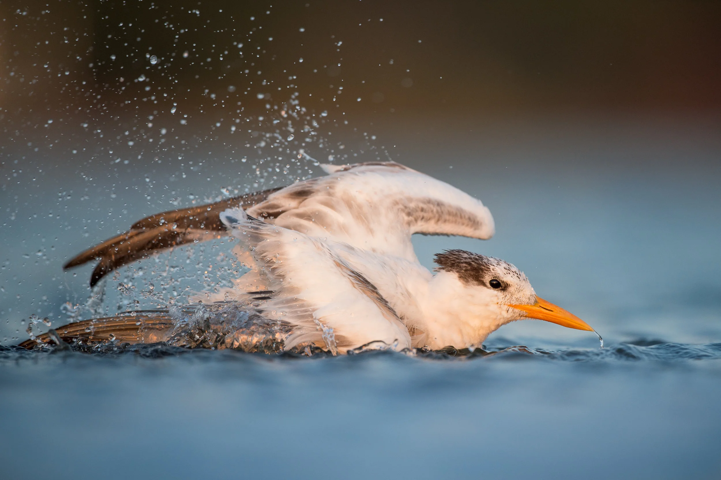 01_Sunset Bath.jpg
