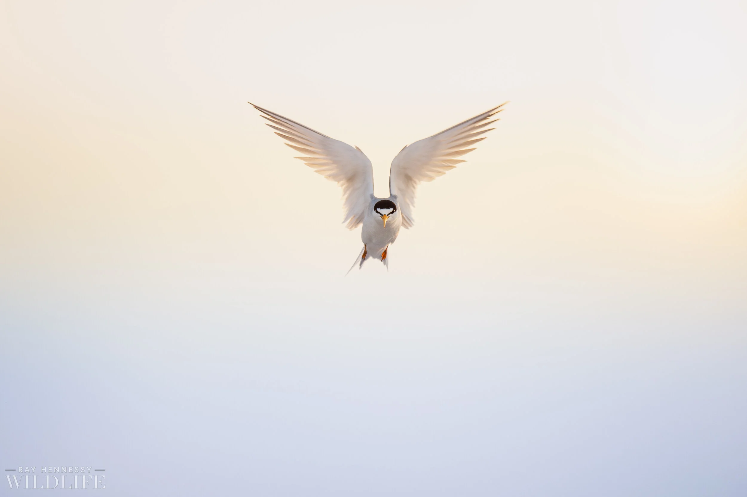 Click to view full screen