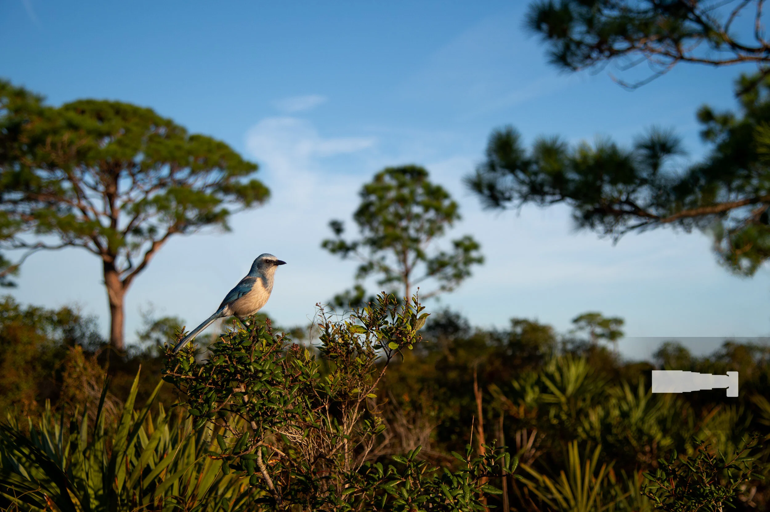 Florida Scrub Jay Habitat Ray - 001 DSN0799
