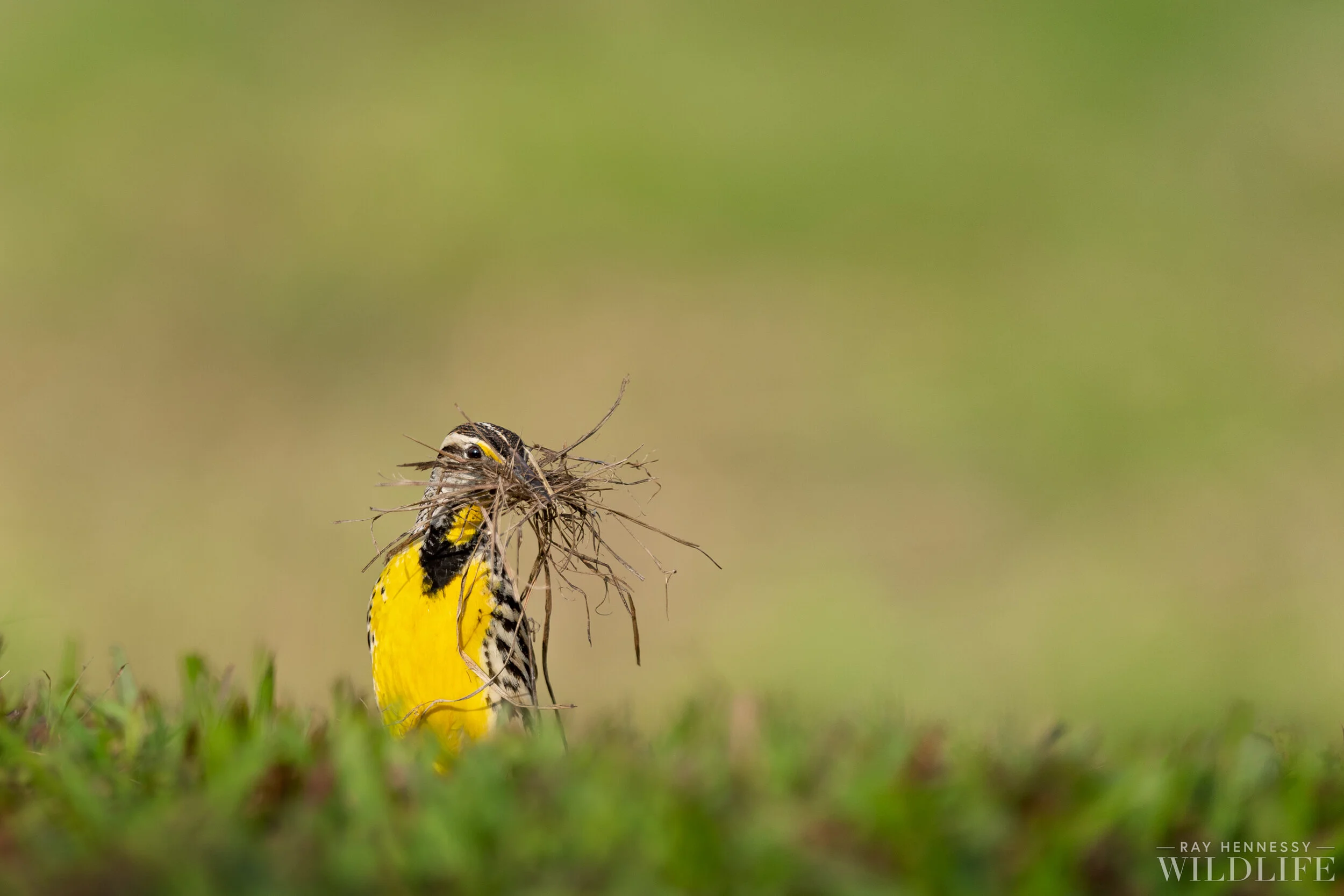 Meadowlark and Nesting Material — Ray Hennessy Wildlife