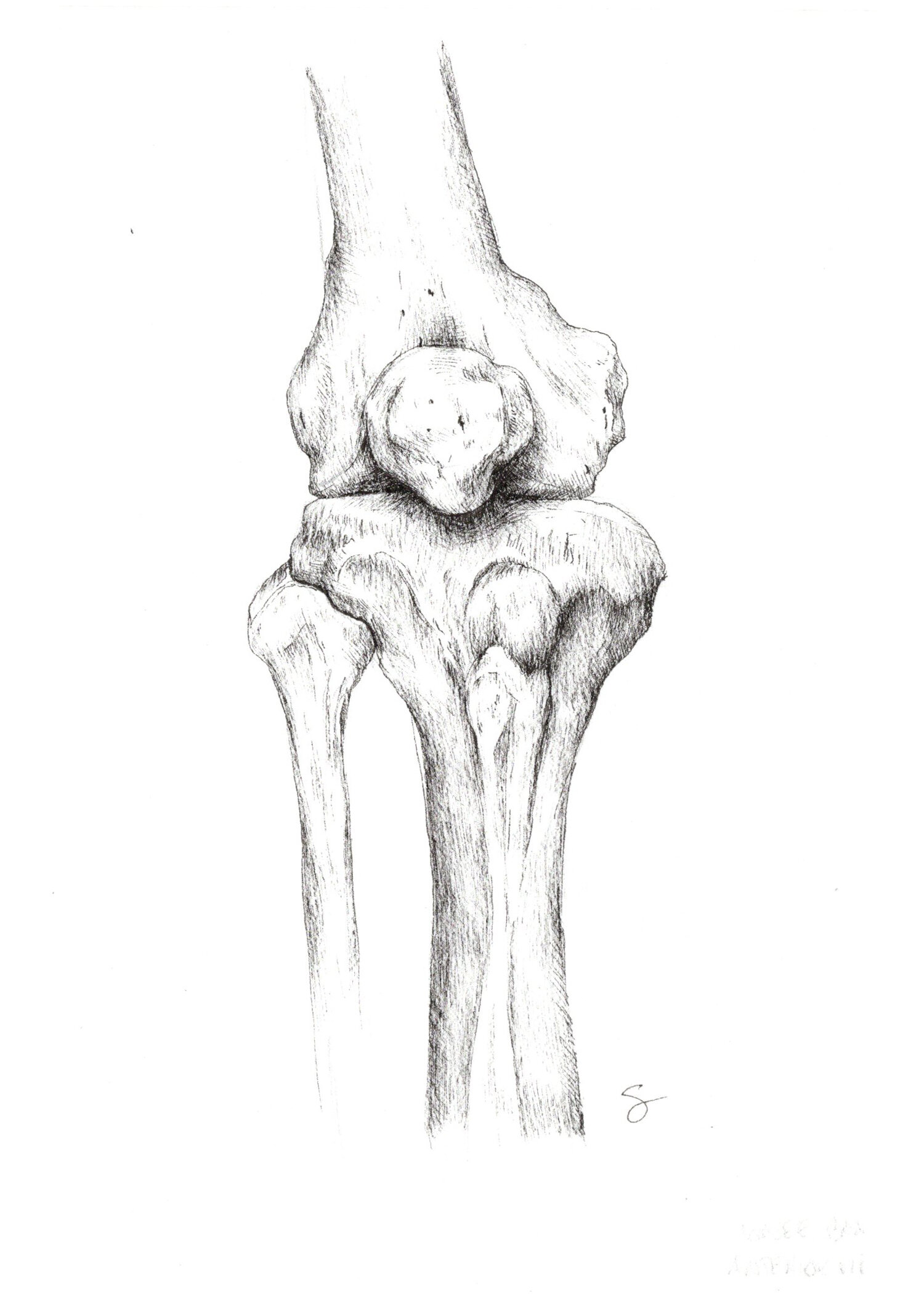 kneebone.jpg