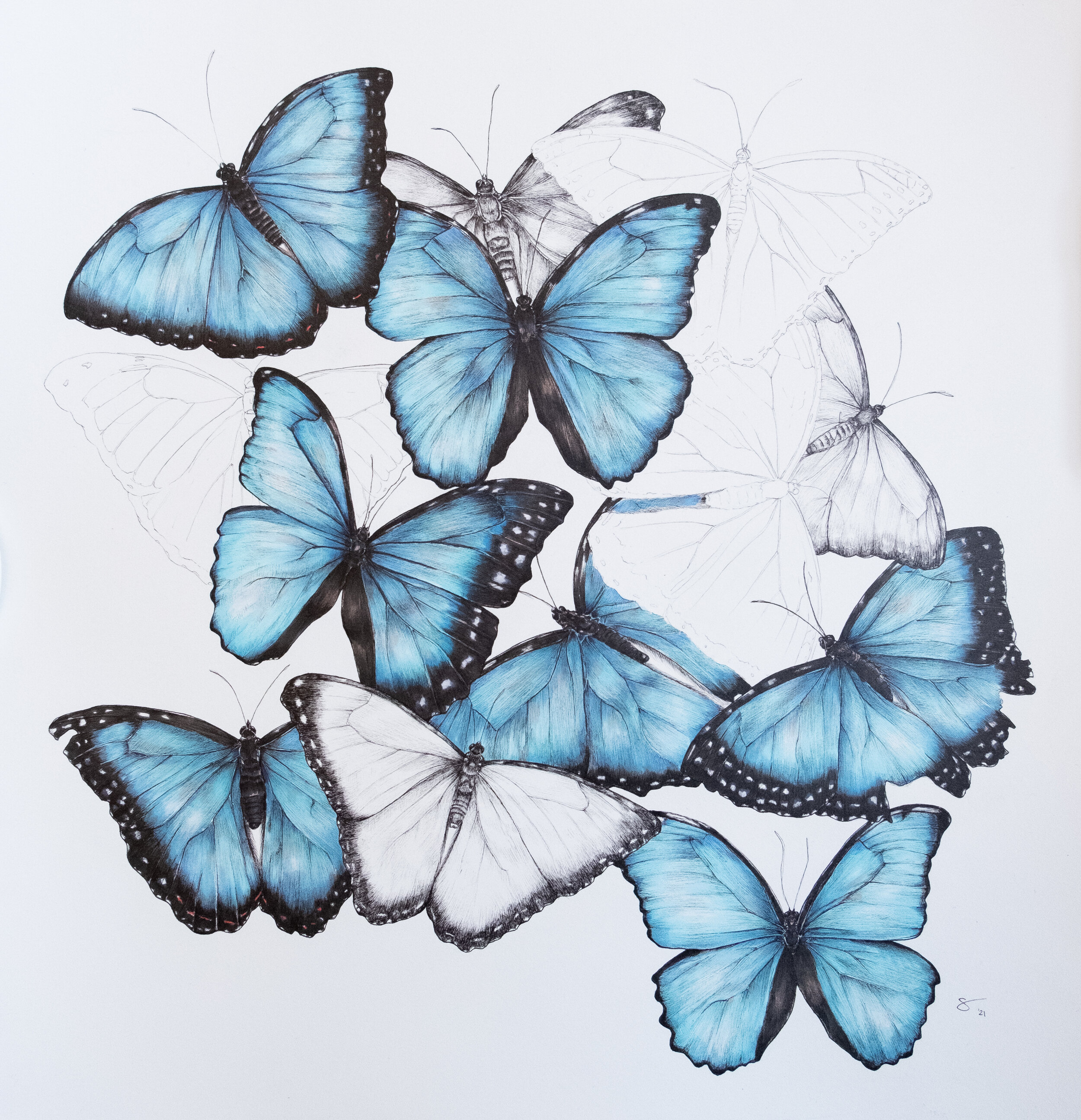 Blue Morphos