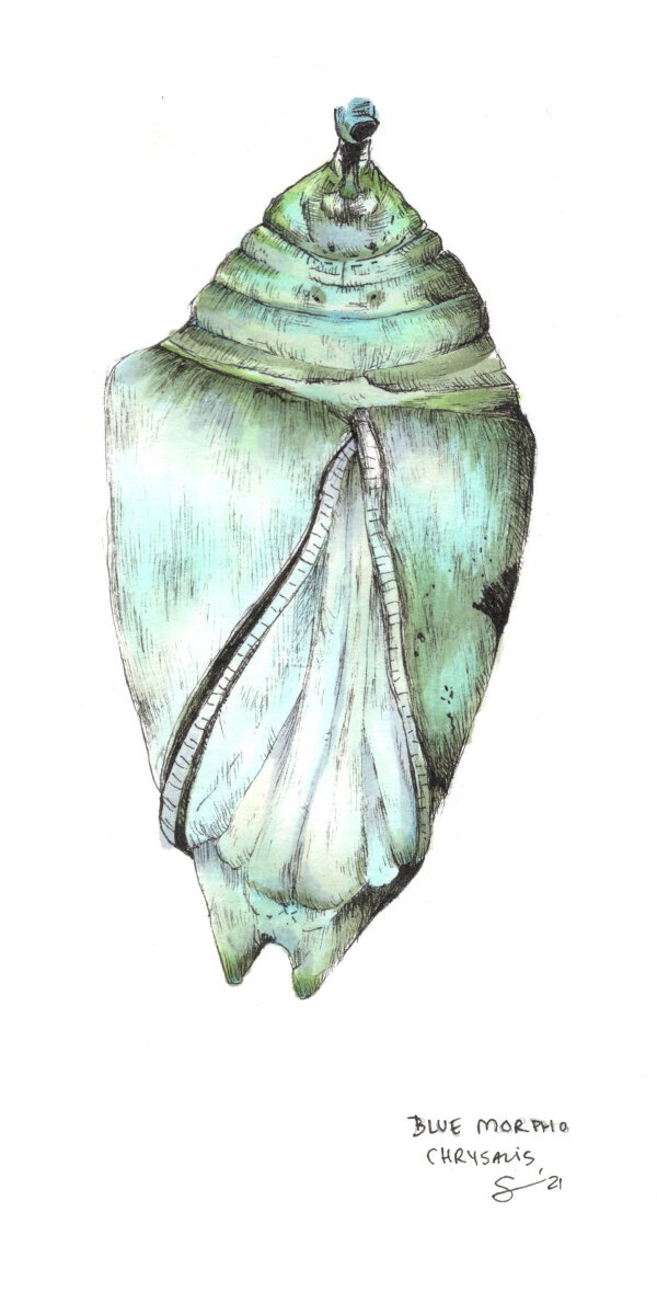 Blue Morpho Chrysalis