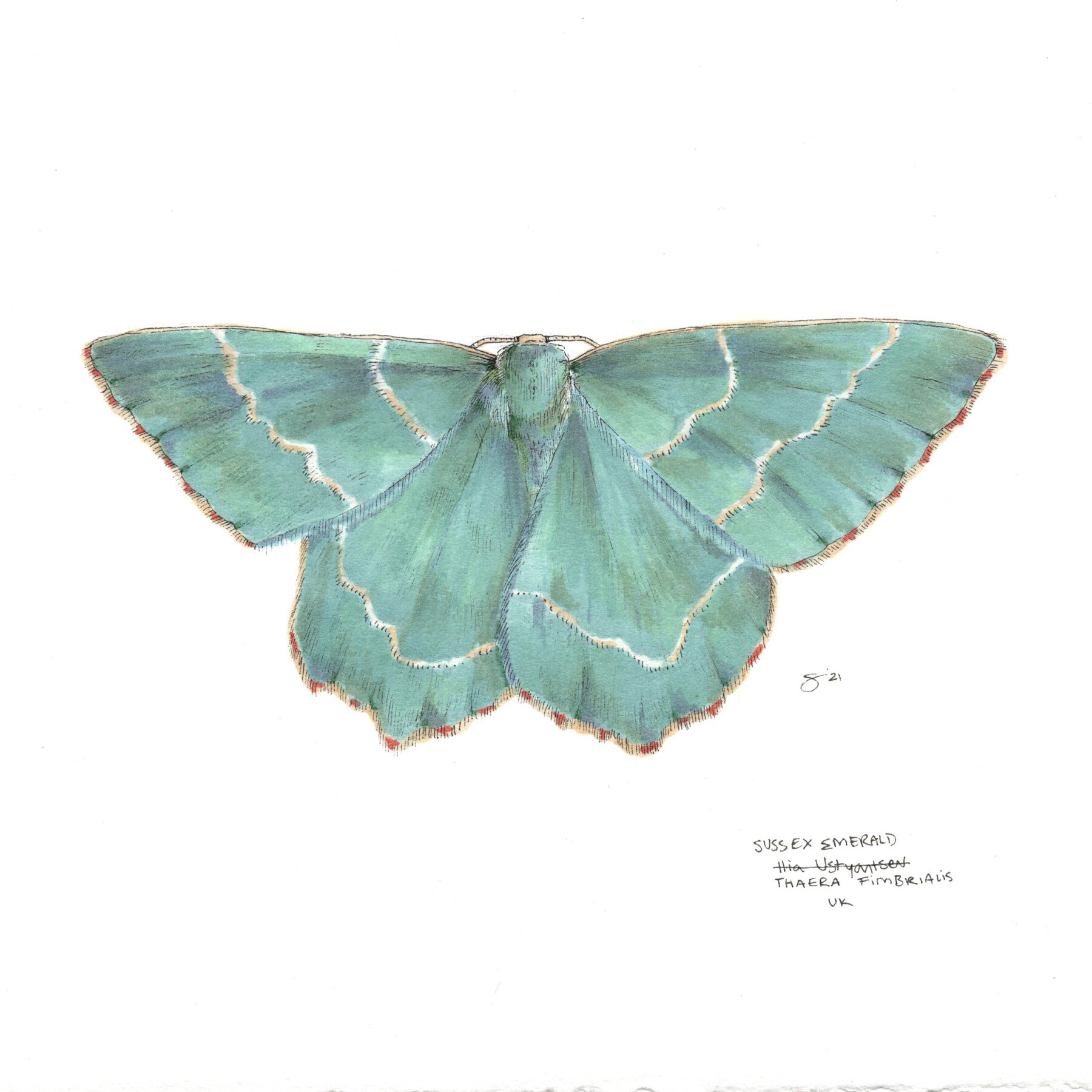 The Sussex Emerald Moth