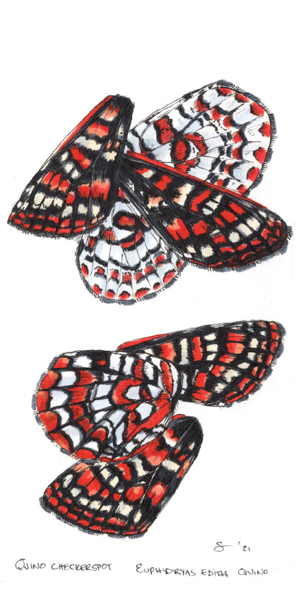 Quino Checkerspot