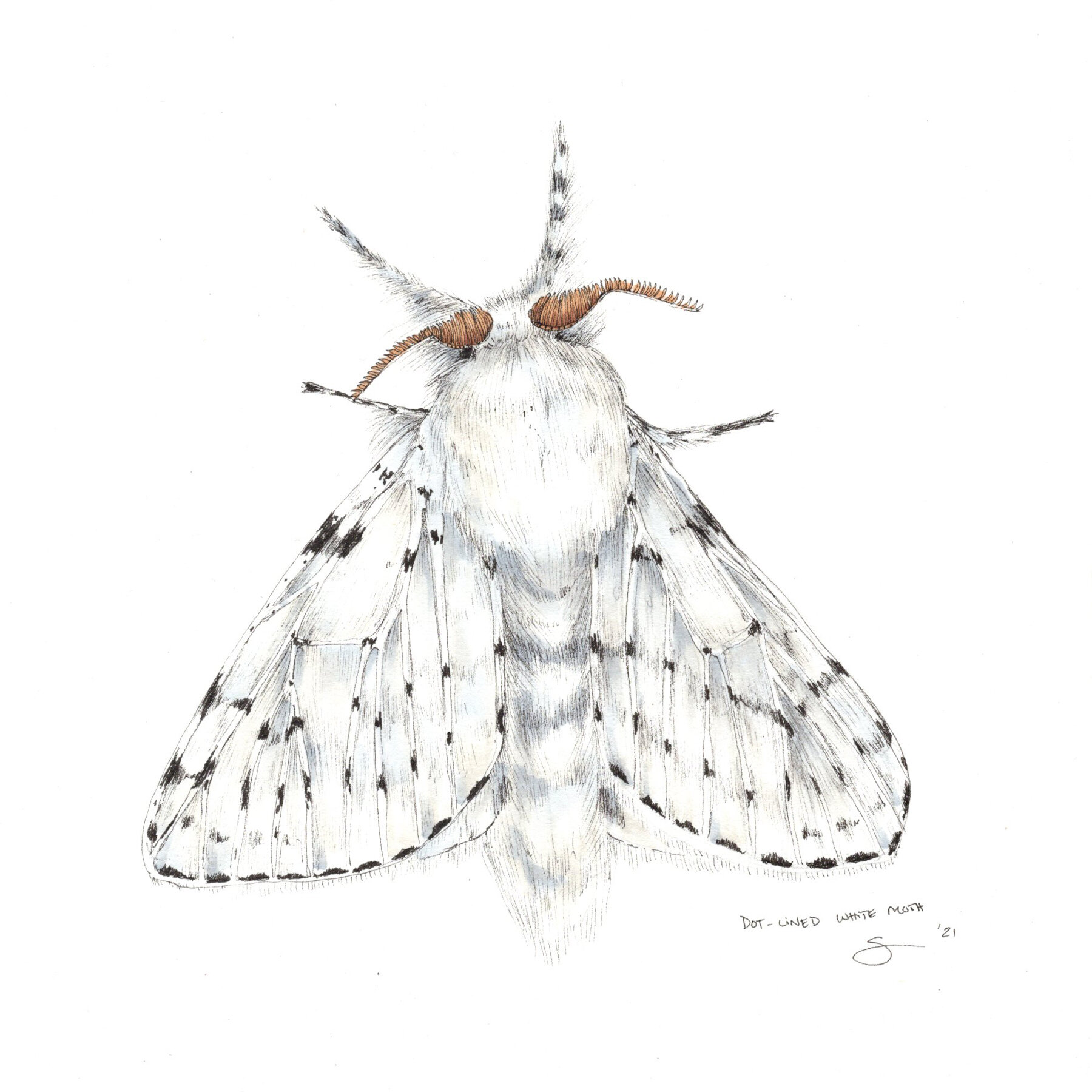 Dot-Lined White Moth 