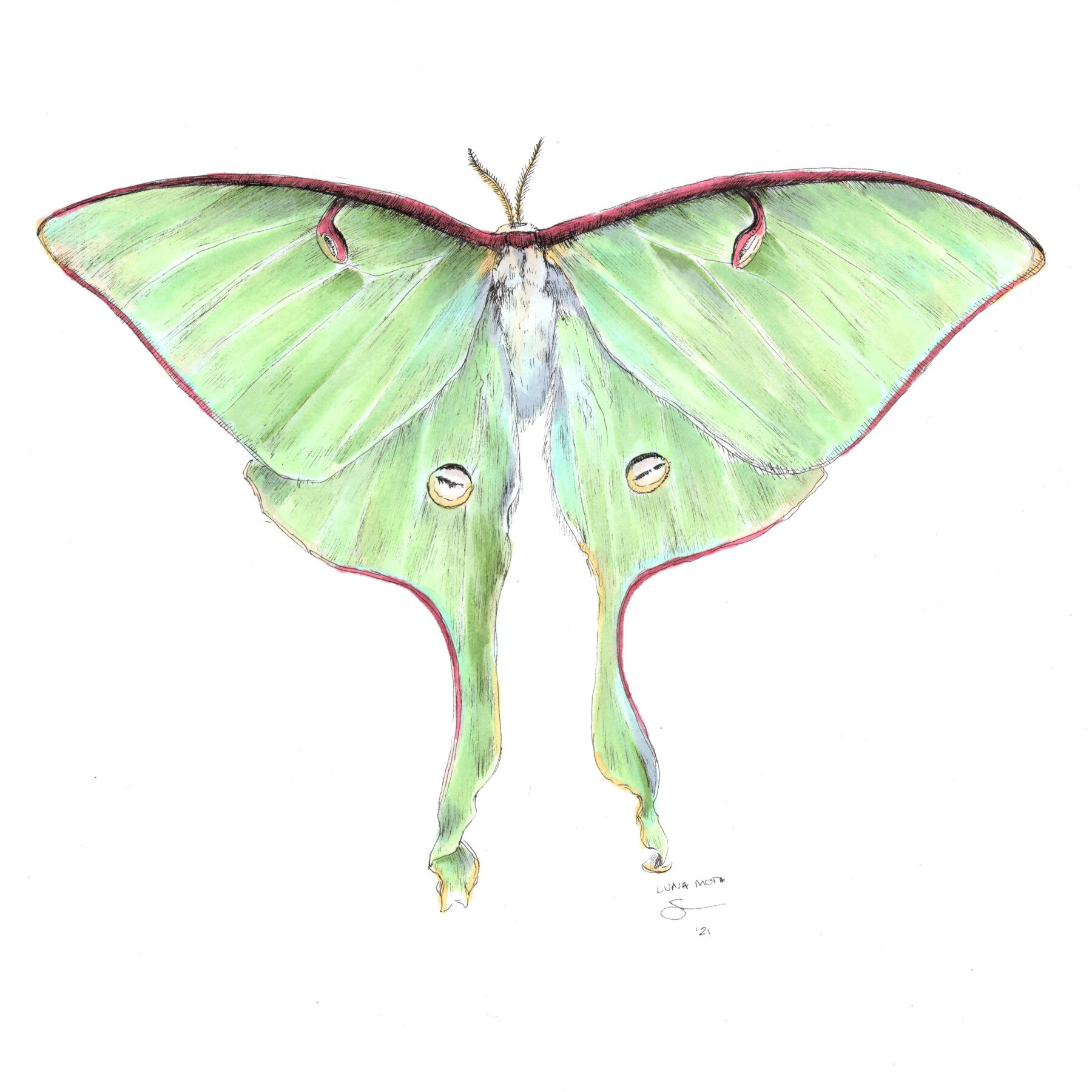 Luna Moth 