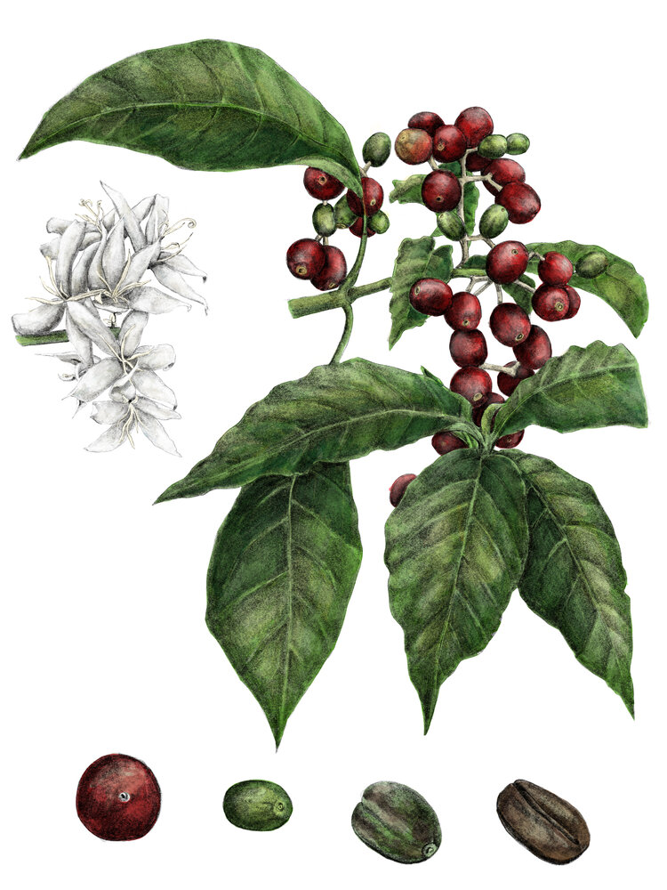 Coffee Plant Botanical Illustration SARAH NELSON