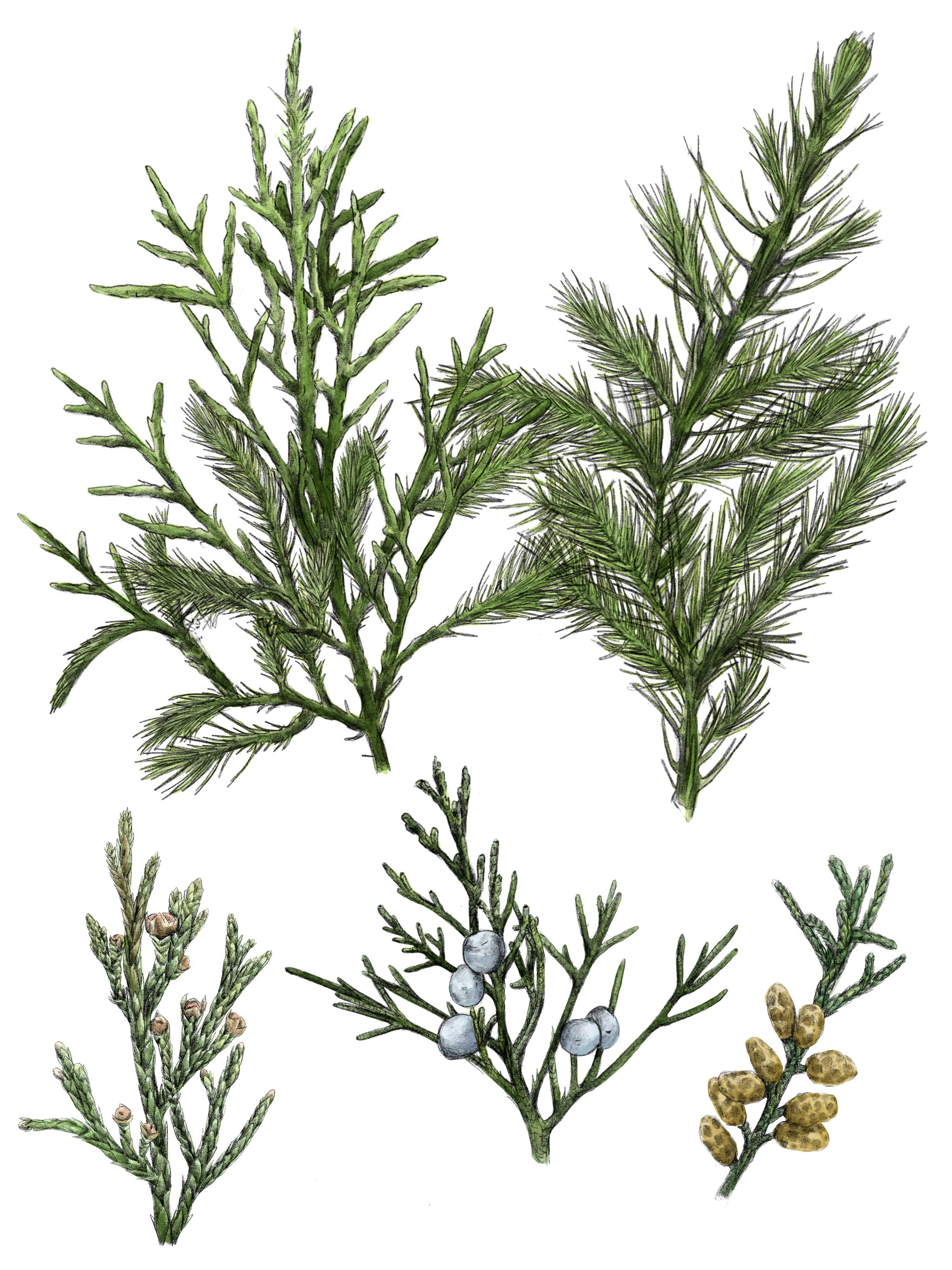 Eastern Red Cedar.jpg