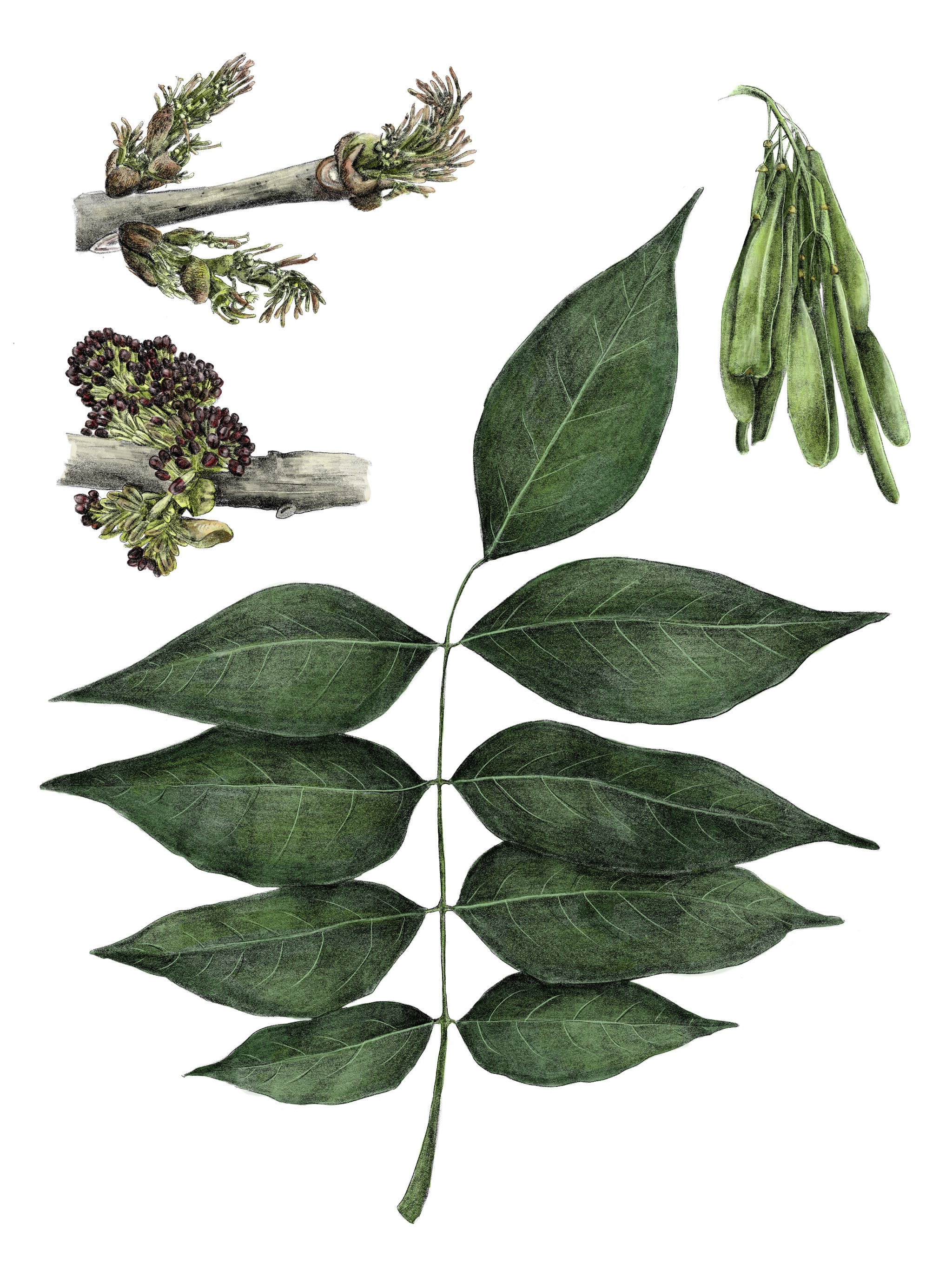 Green Ash.jpg