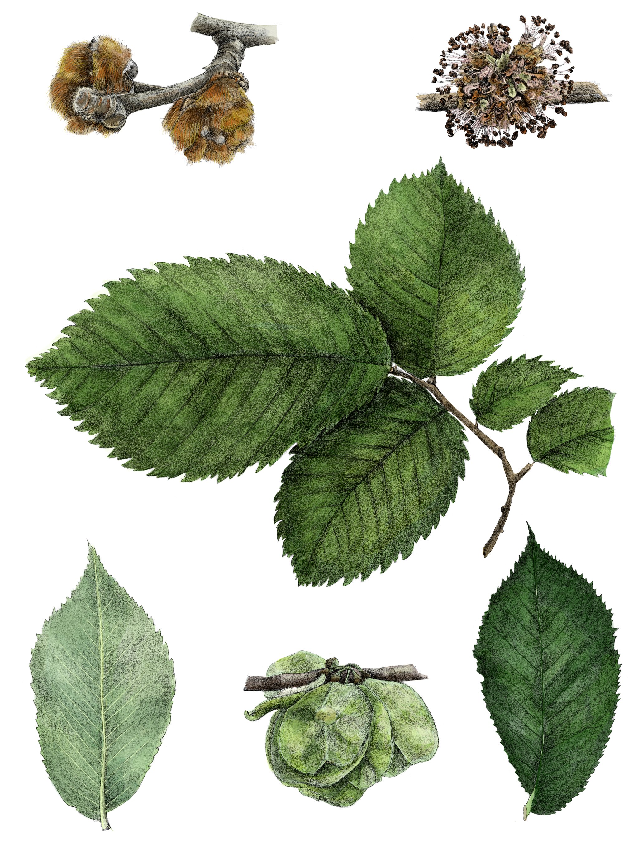 Slippery Elm.jpg