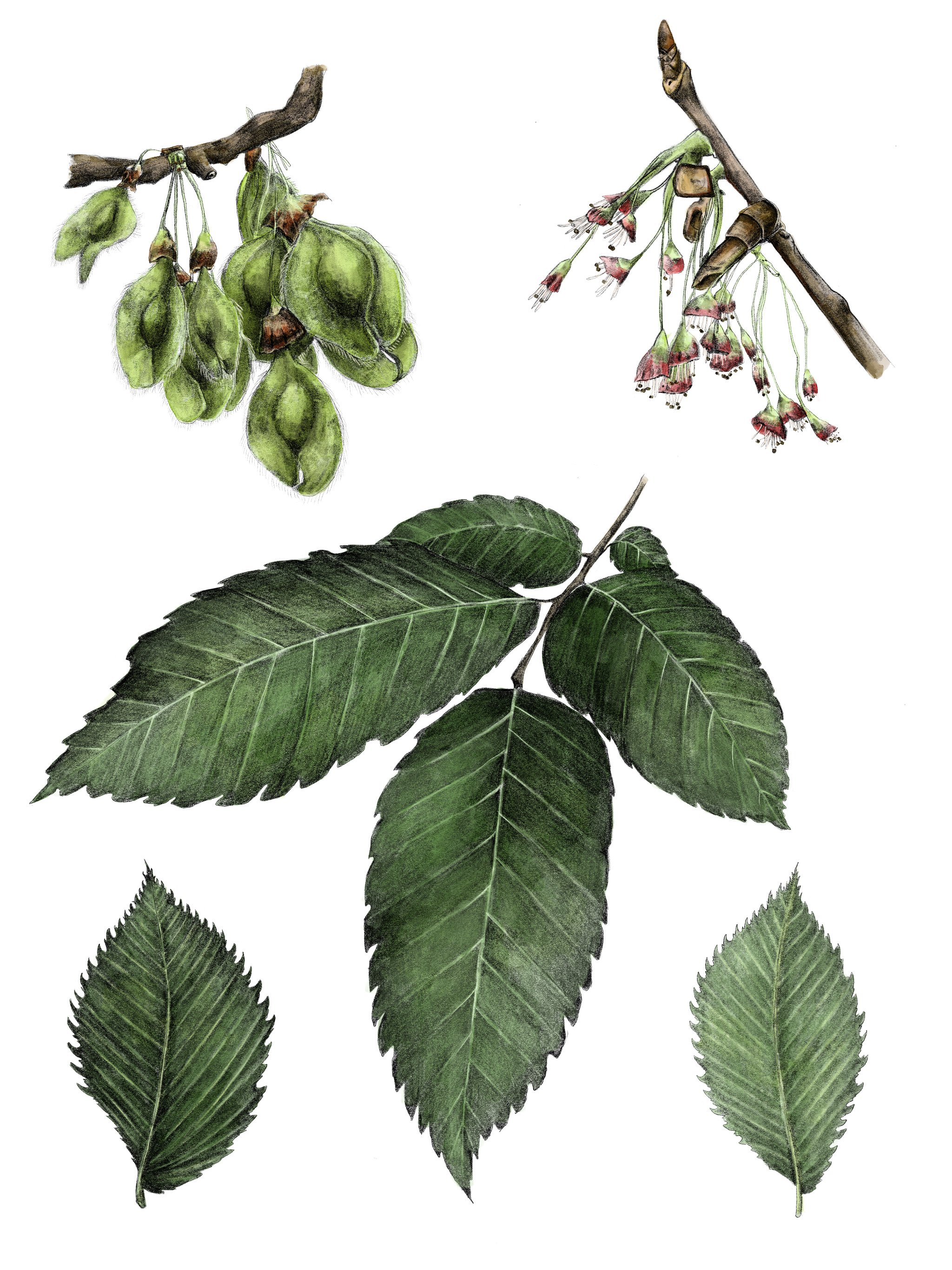 Ulmus Americana.jpg