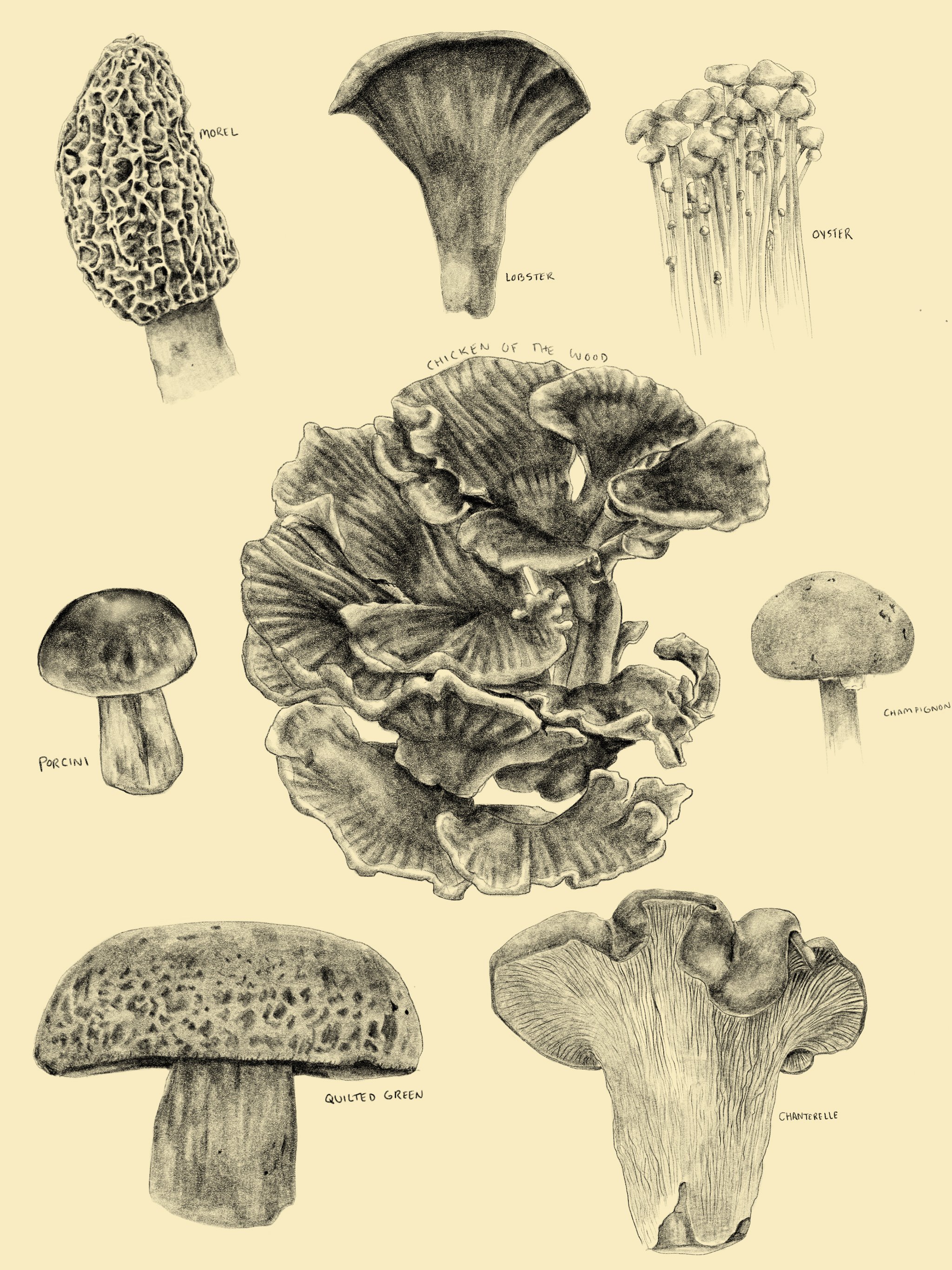 Mushrooms 19.jpg