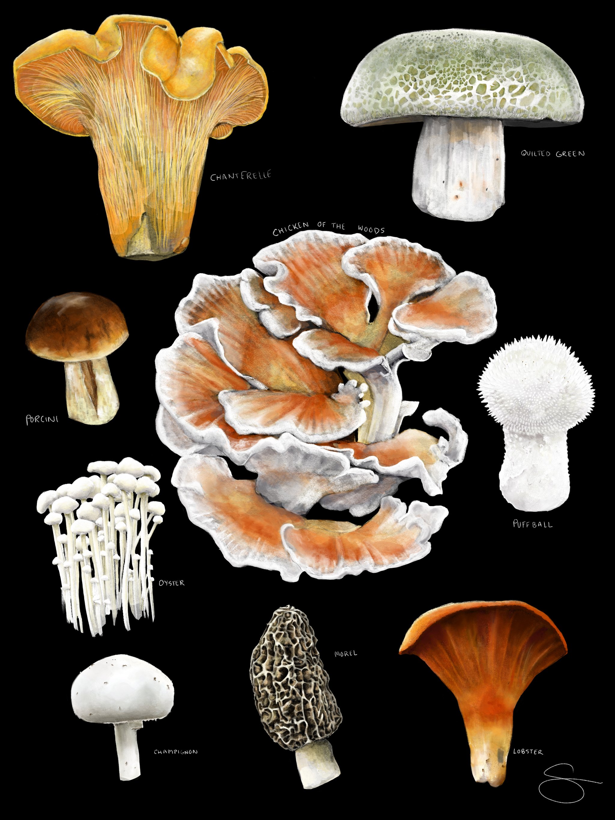 Mushrooms 17.jpg