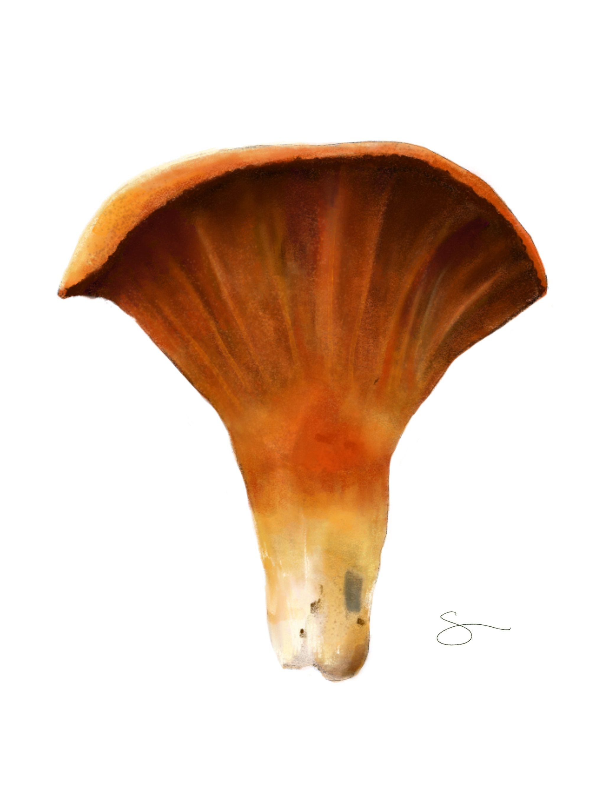 Mushrooms 13.jpg