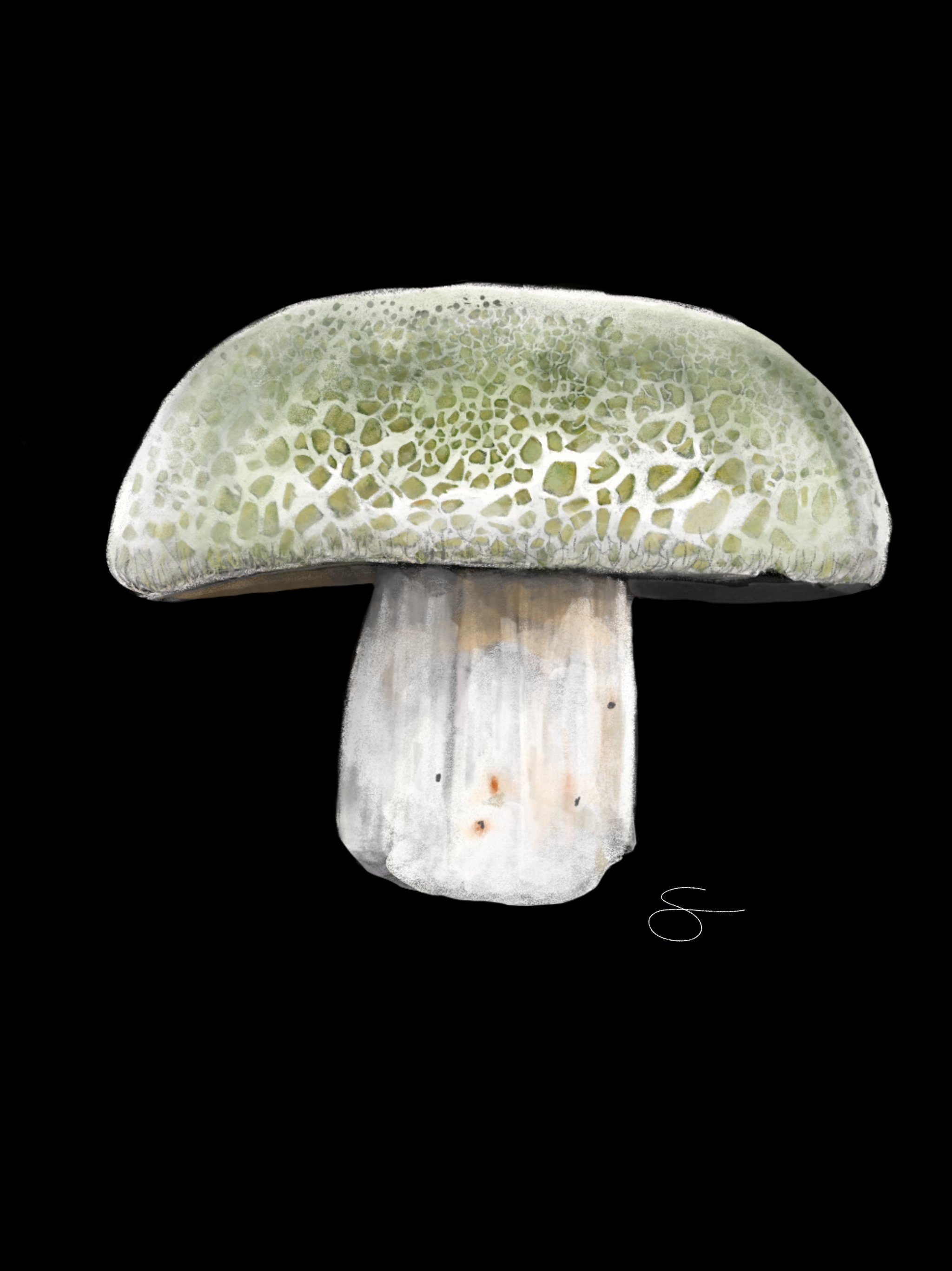 Mushrooms 15.jpg