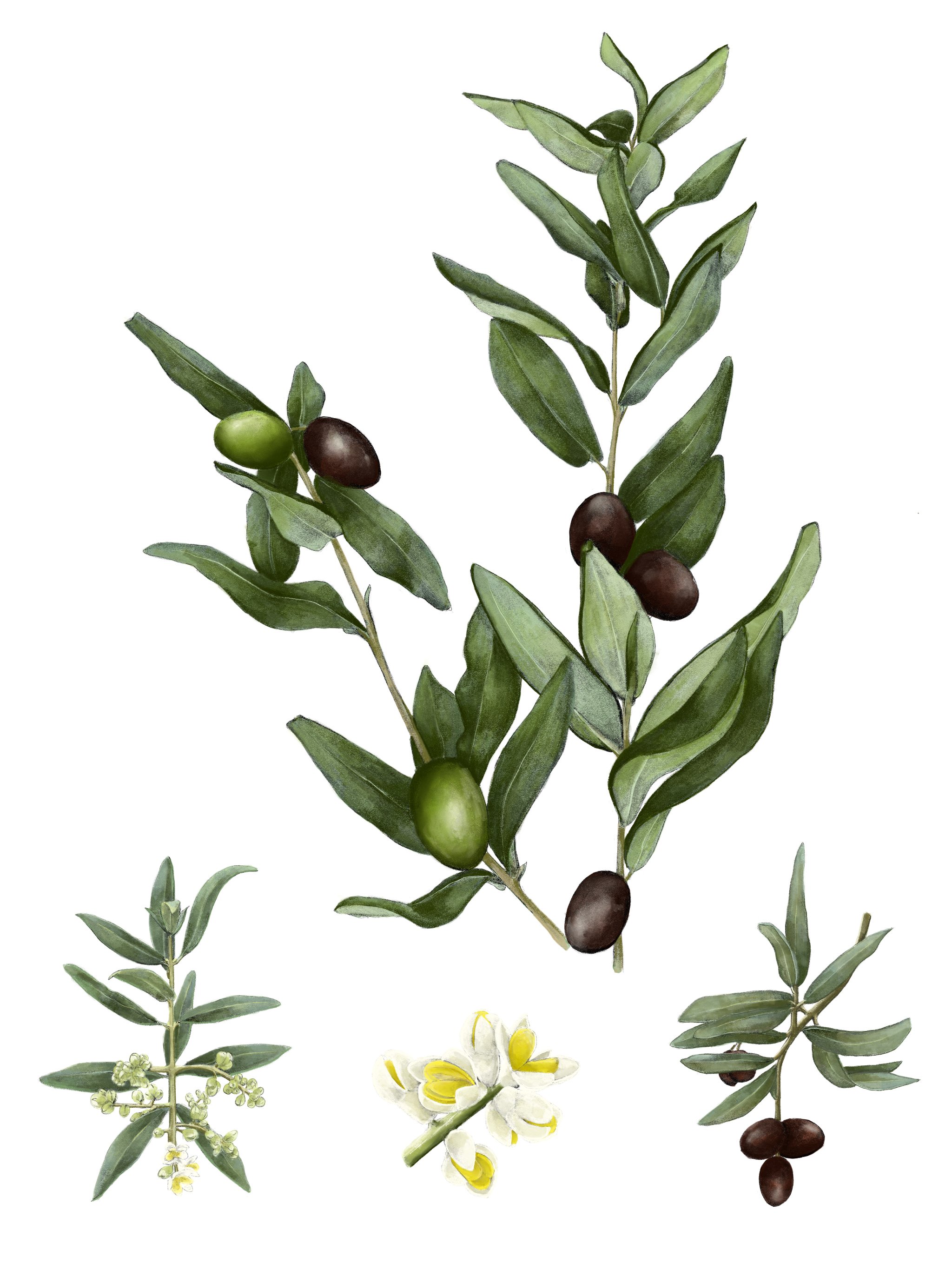 Olive Branch.jpg