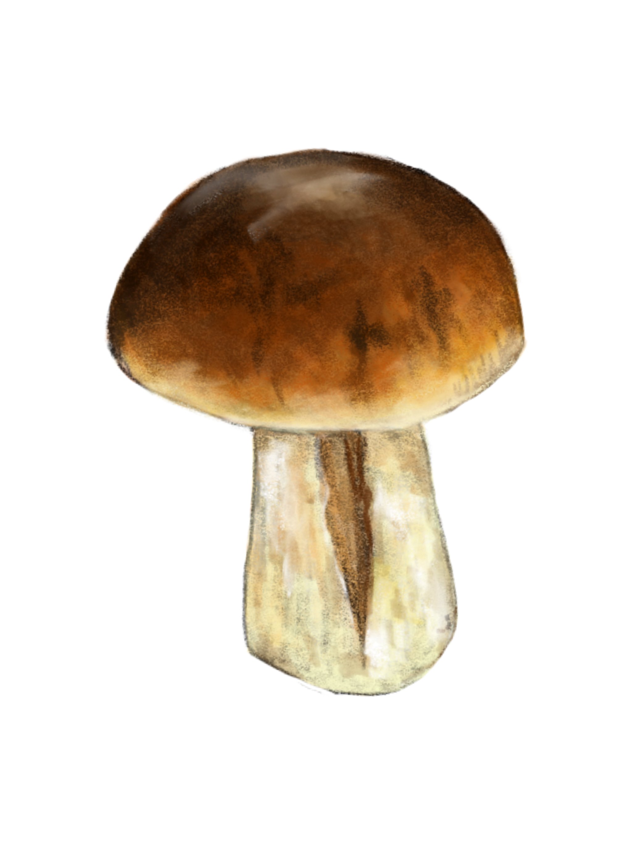 Mushrooms 2.jpg