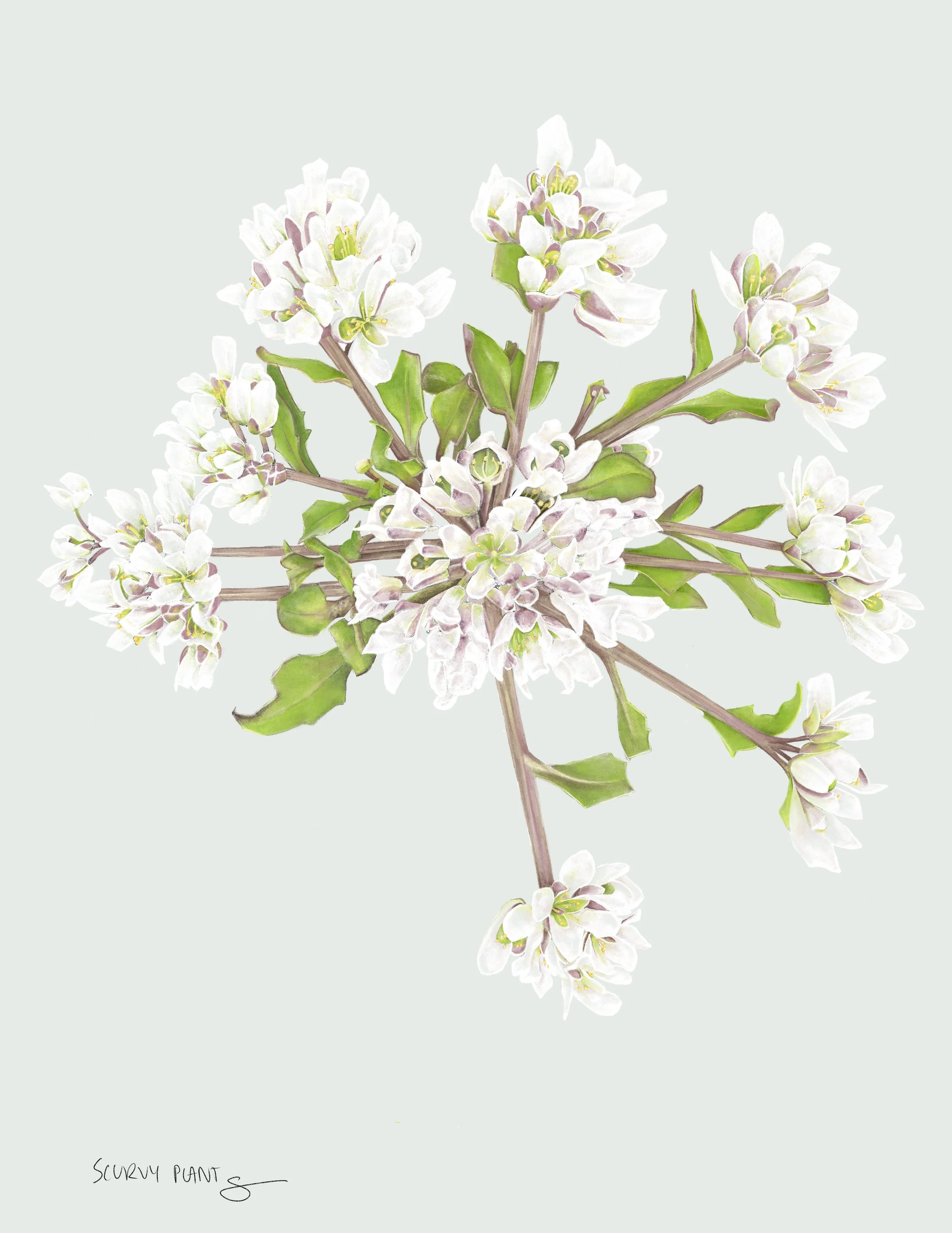 Arctic Botanicals 2.JPG