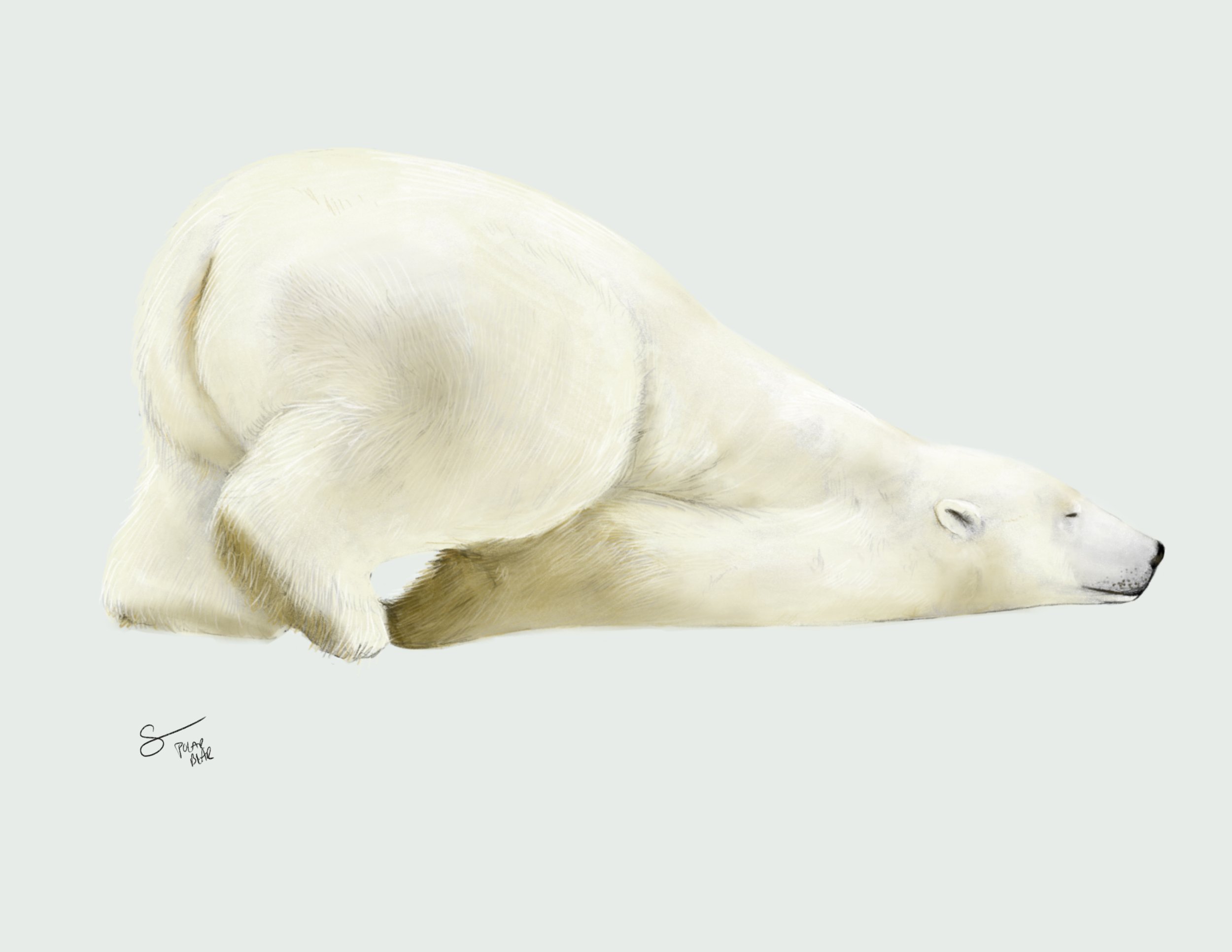 Polar Bear I