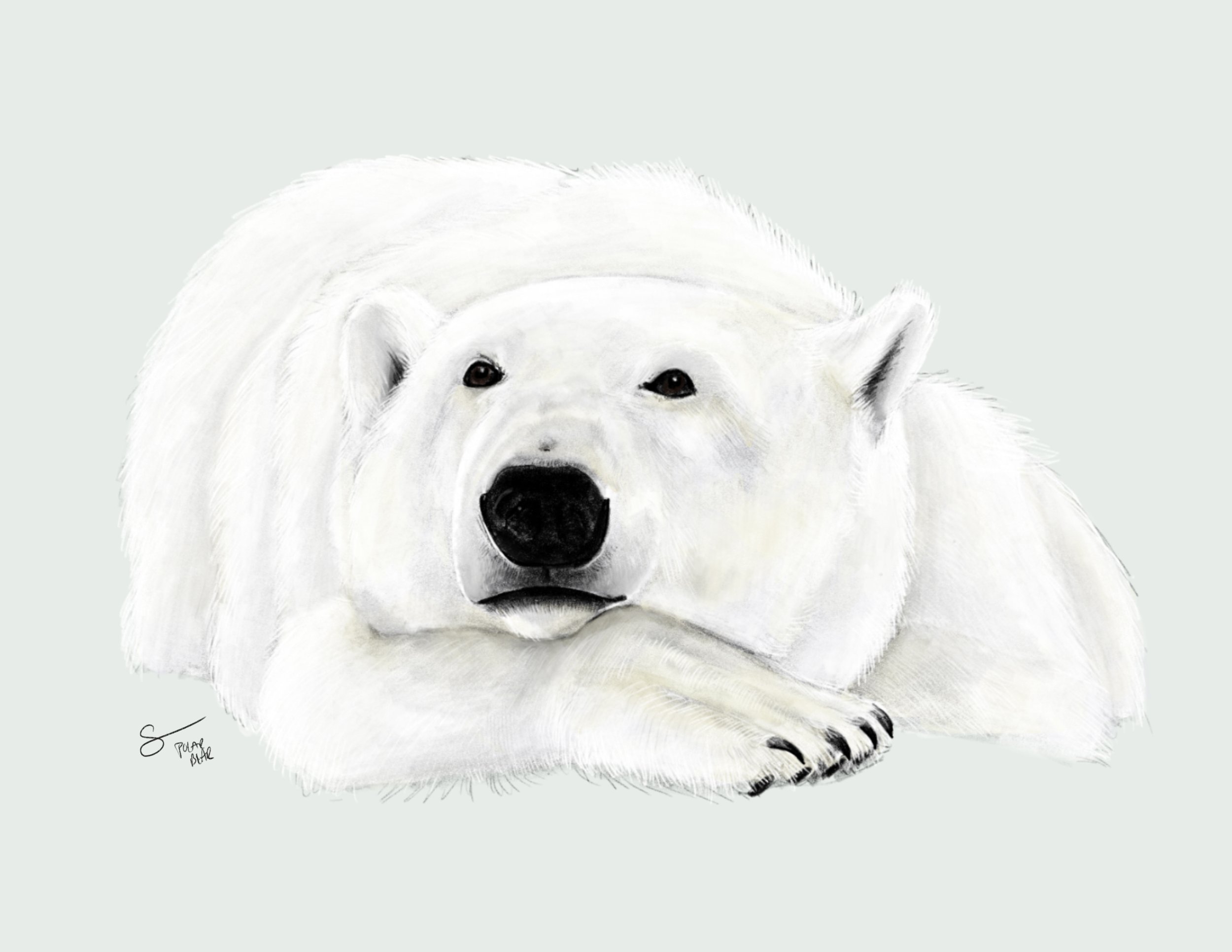 Polar Bear II