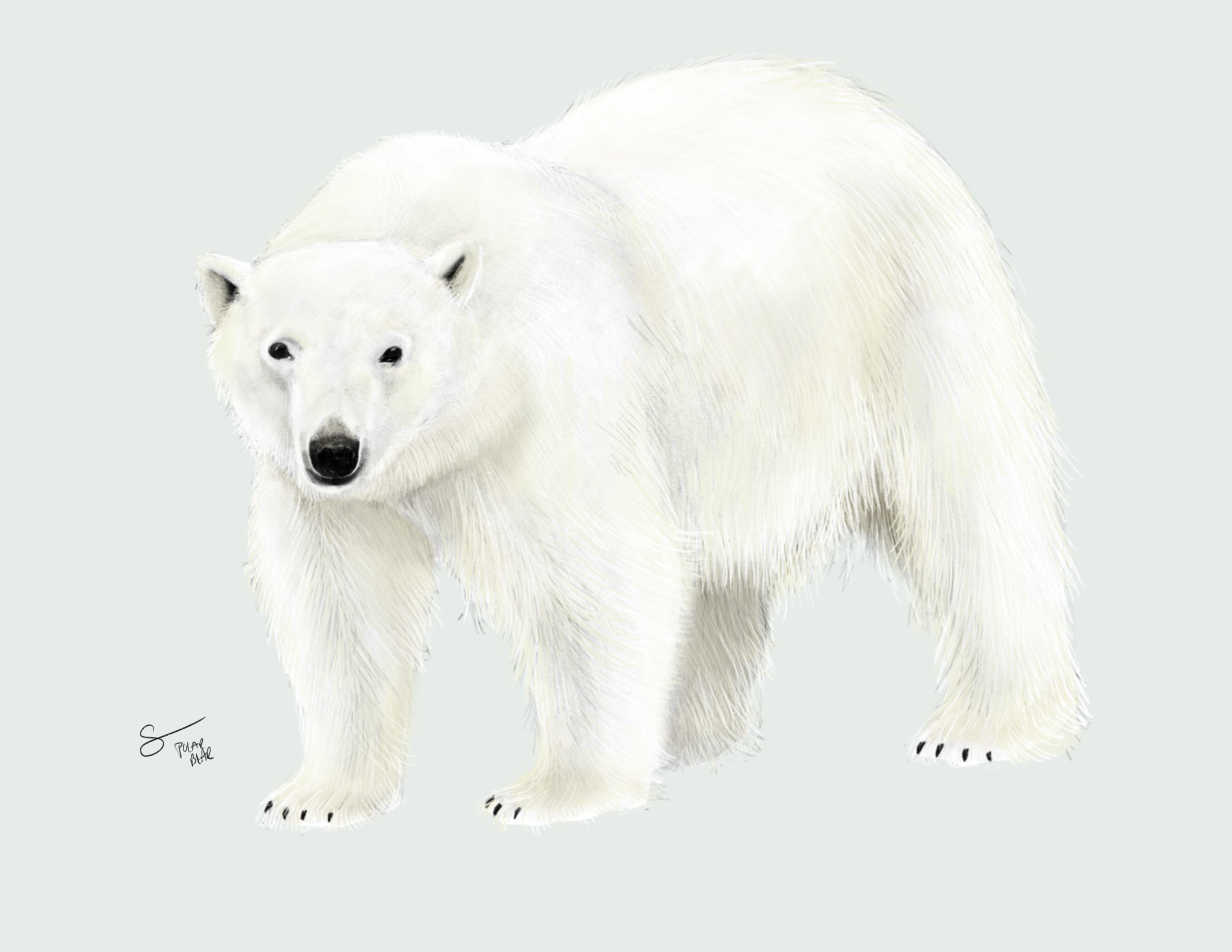 Polar Bear III