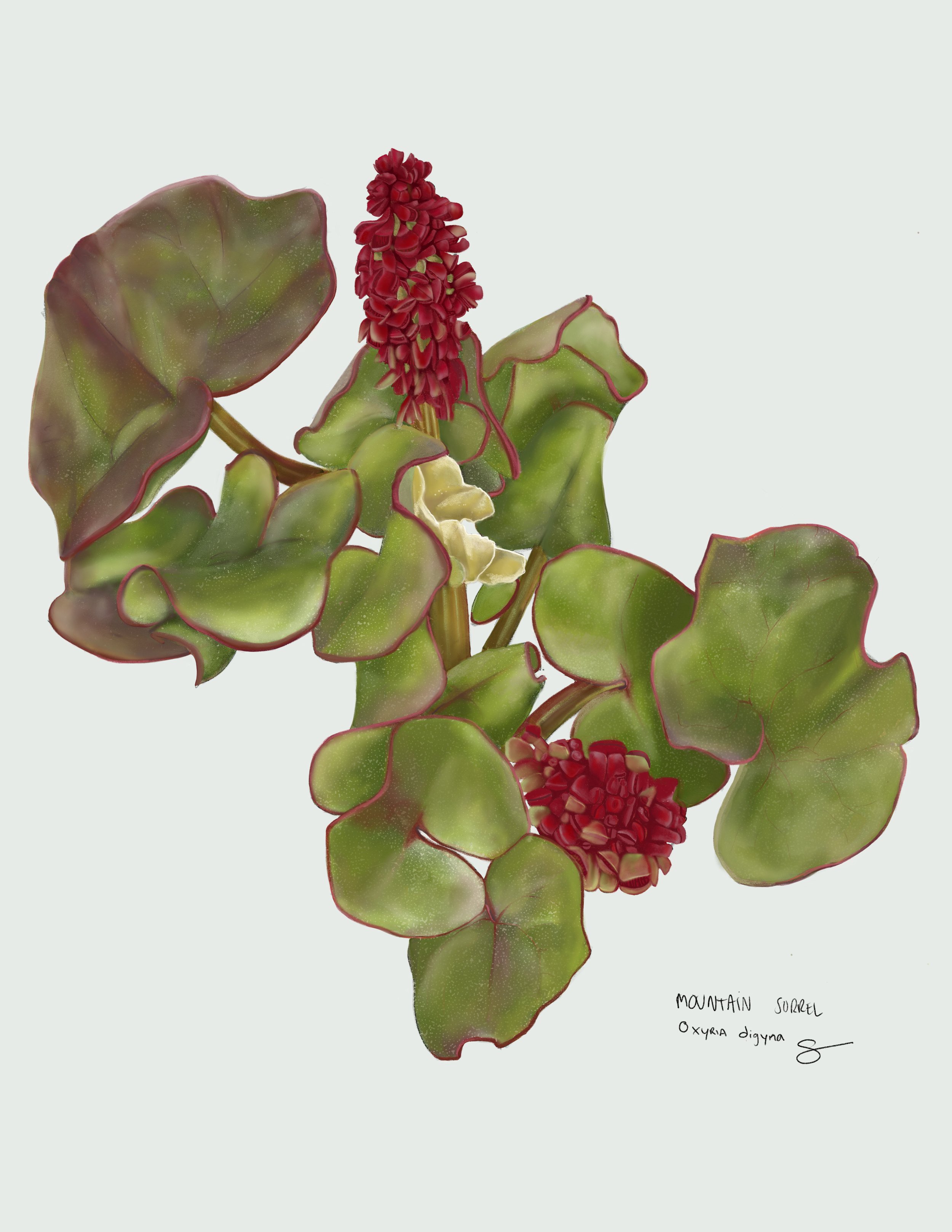 Mountain Sorrel