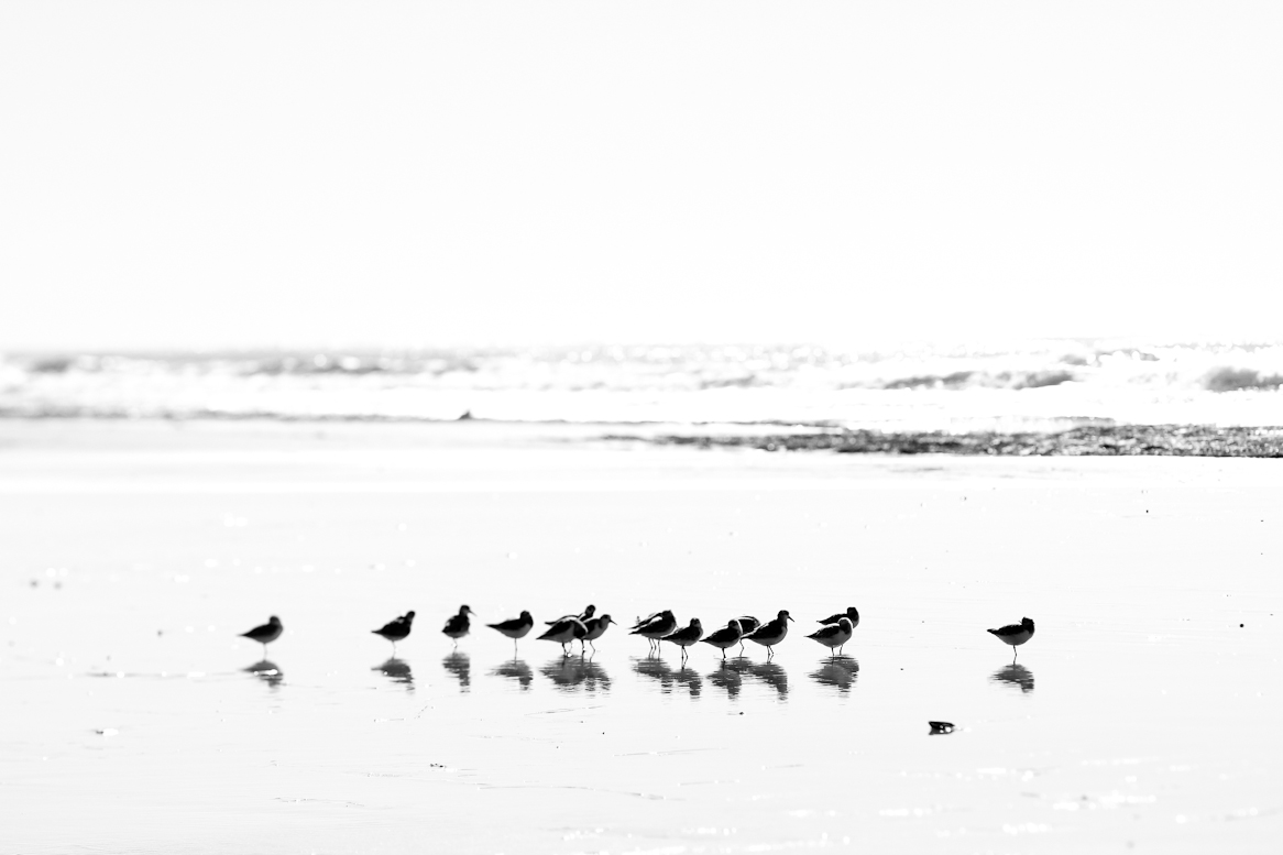 birds-2.jpg