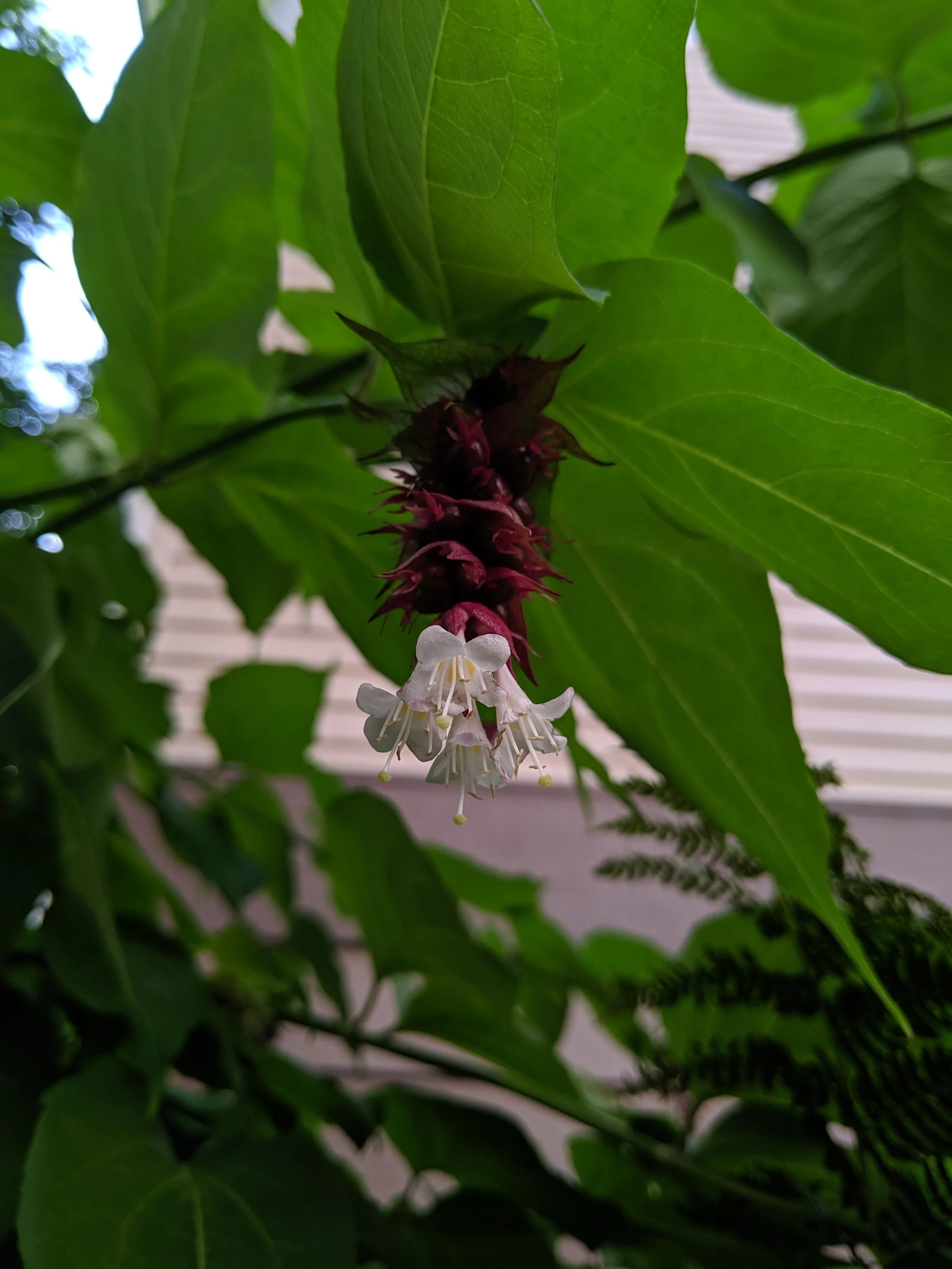 IMG_20190714_123740.jpg