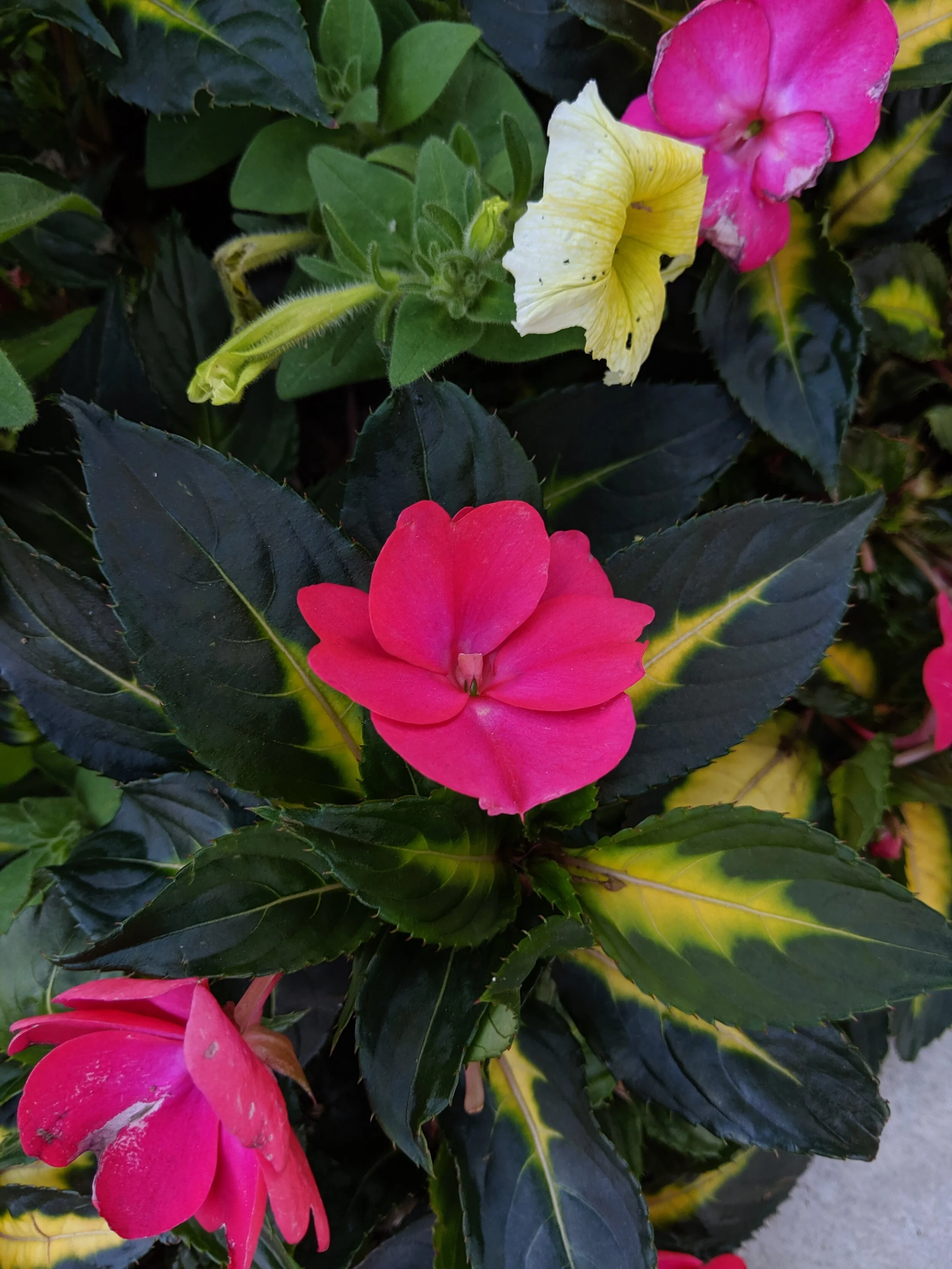 IMG_20190719_165153.jpg