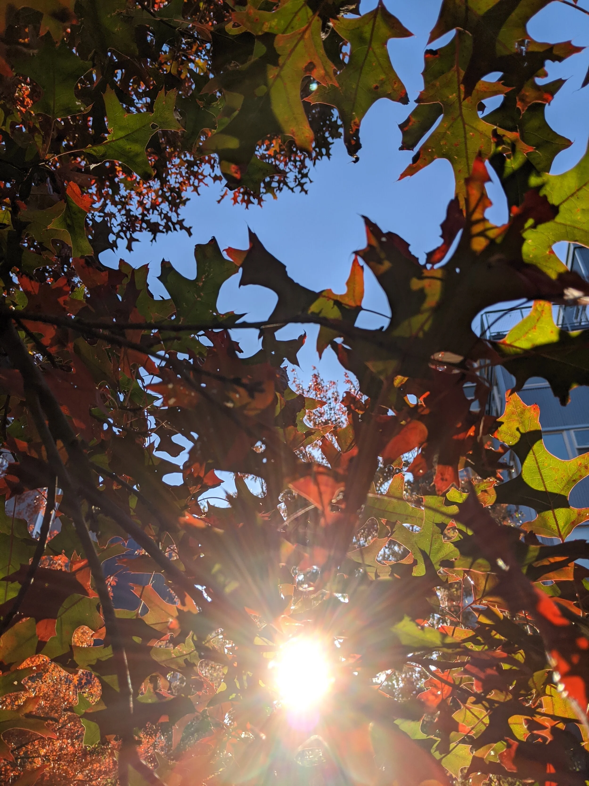 IMG_20191027_161532.jpg