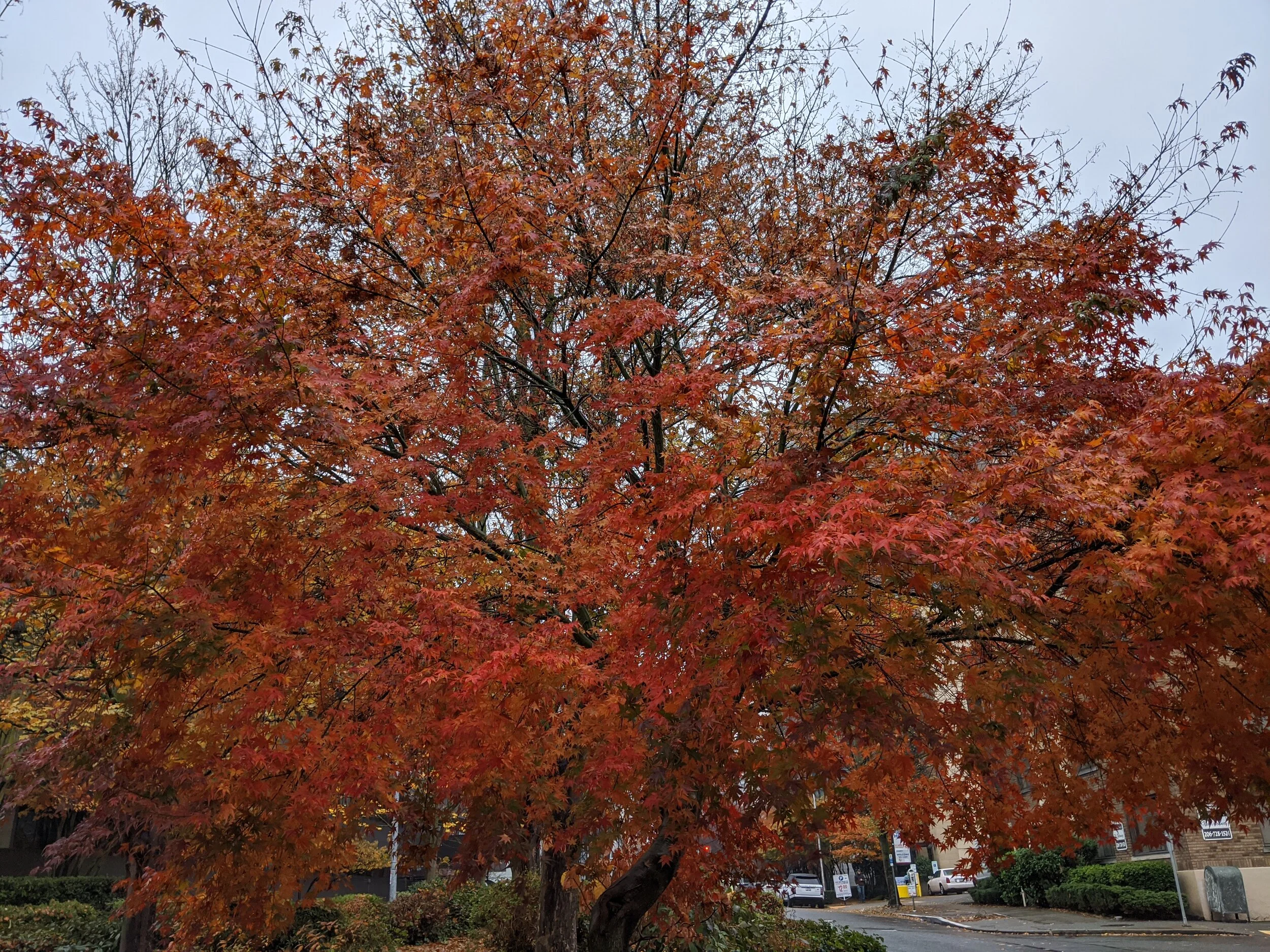 IMG_20191109_123307.jpg