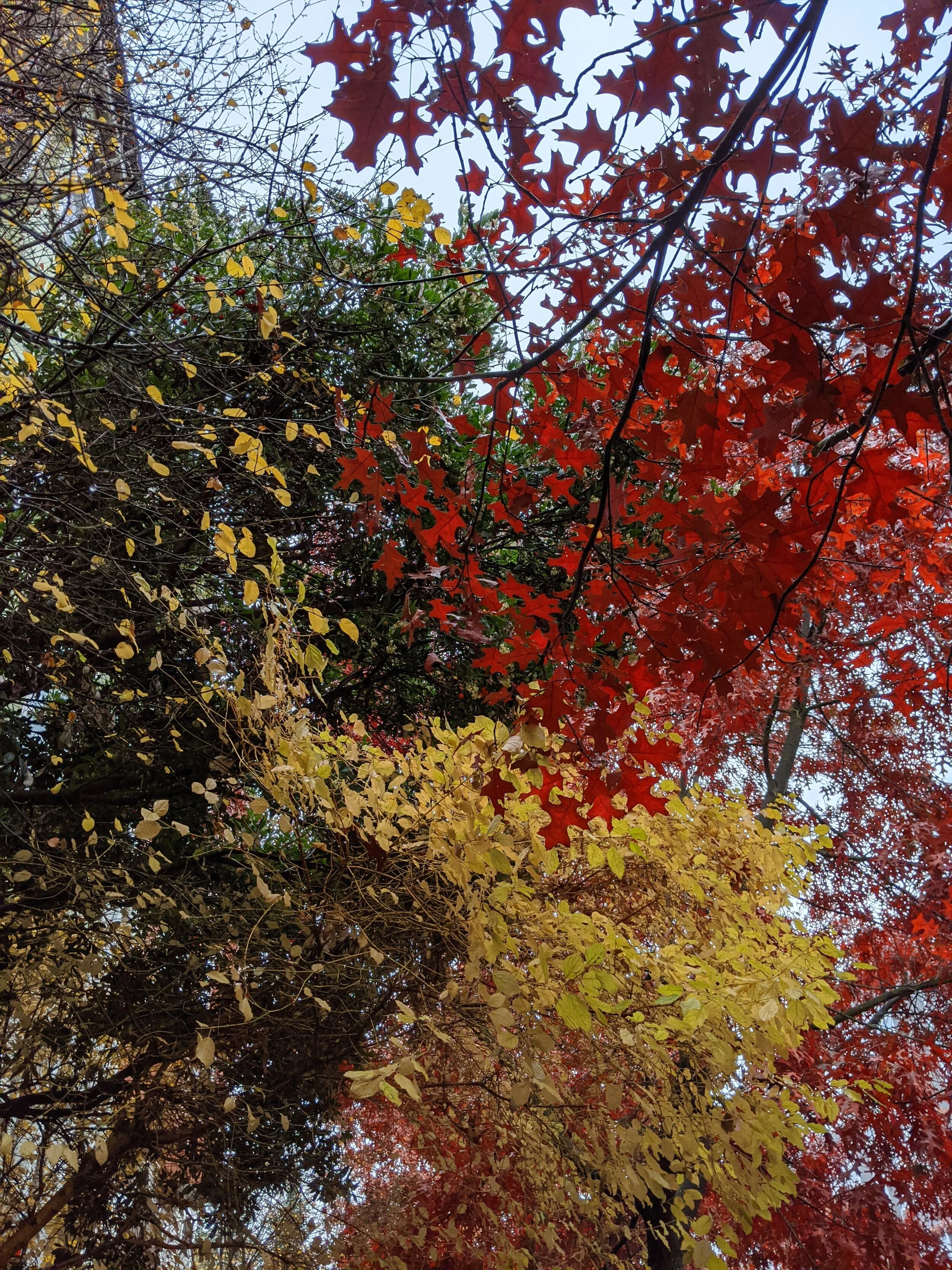 IMG_20191109_152951.jpg