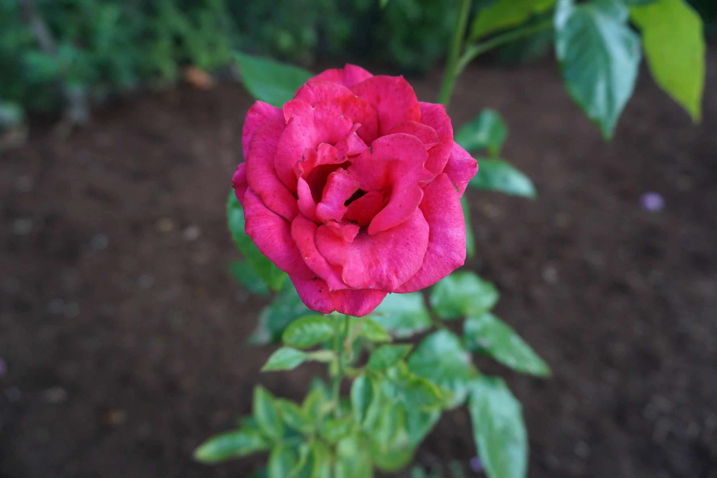 DSC00027.JPG