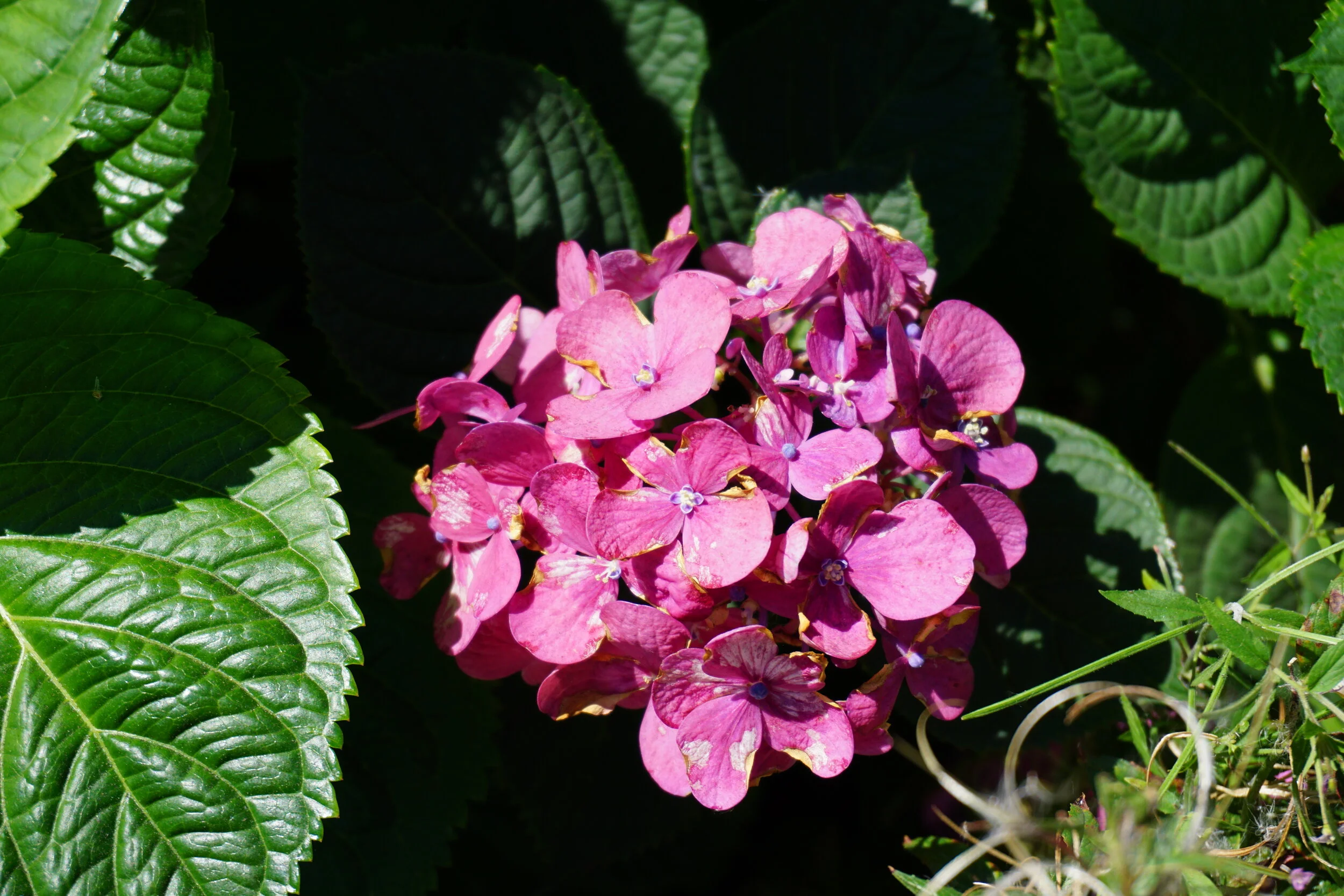 DSC00085.JPG