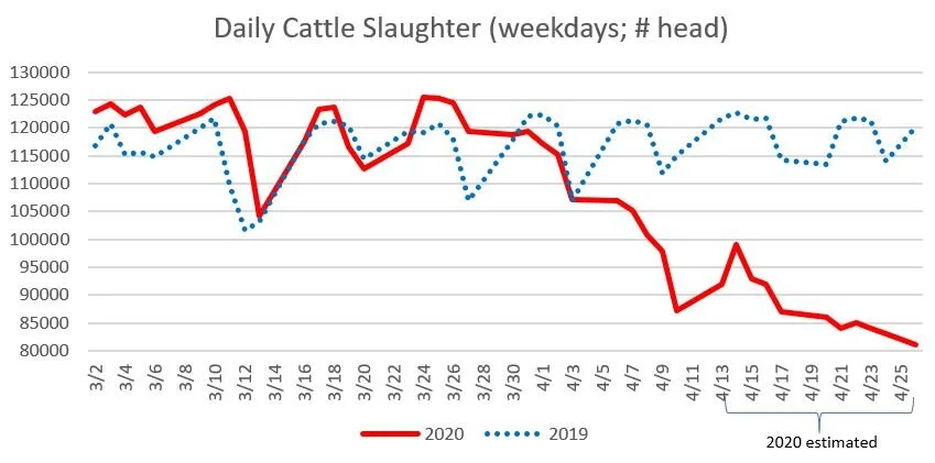 cattleslaughter2020_3.JPG
