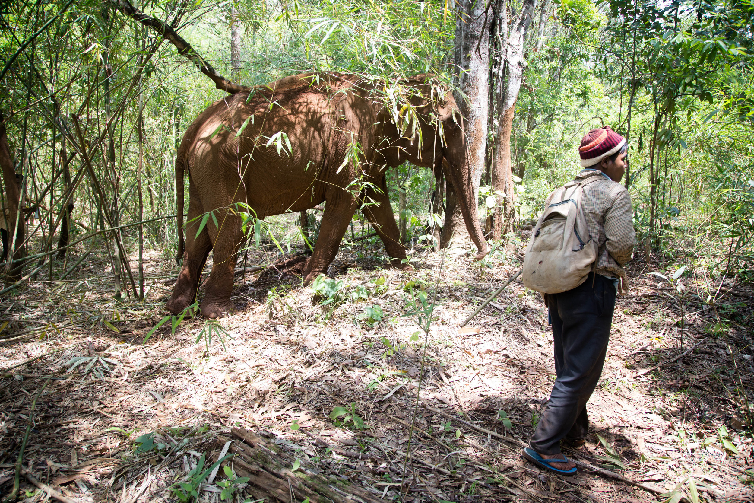  "The Mondulkiri Project" -Protecting the land from logging. Renting the elephant from the aboriginal village. Let the elephant walk freely in the protected land. Train aborigines to take care of the elephant or became a guide for "The Mondulkiri Pro