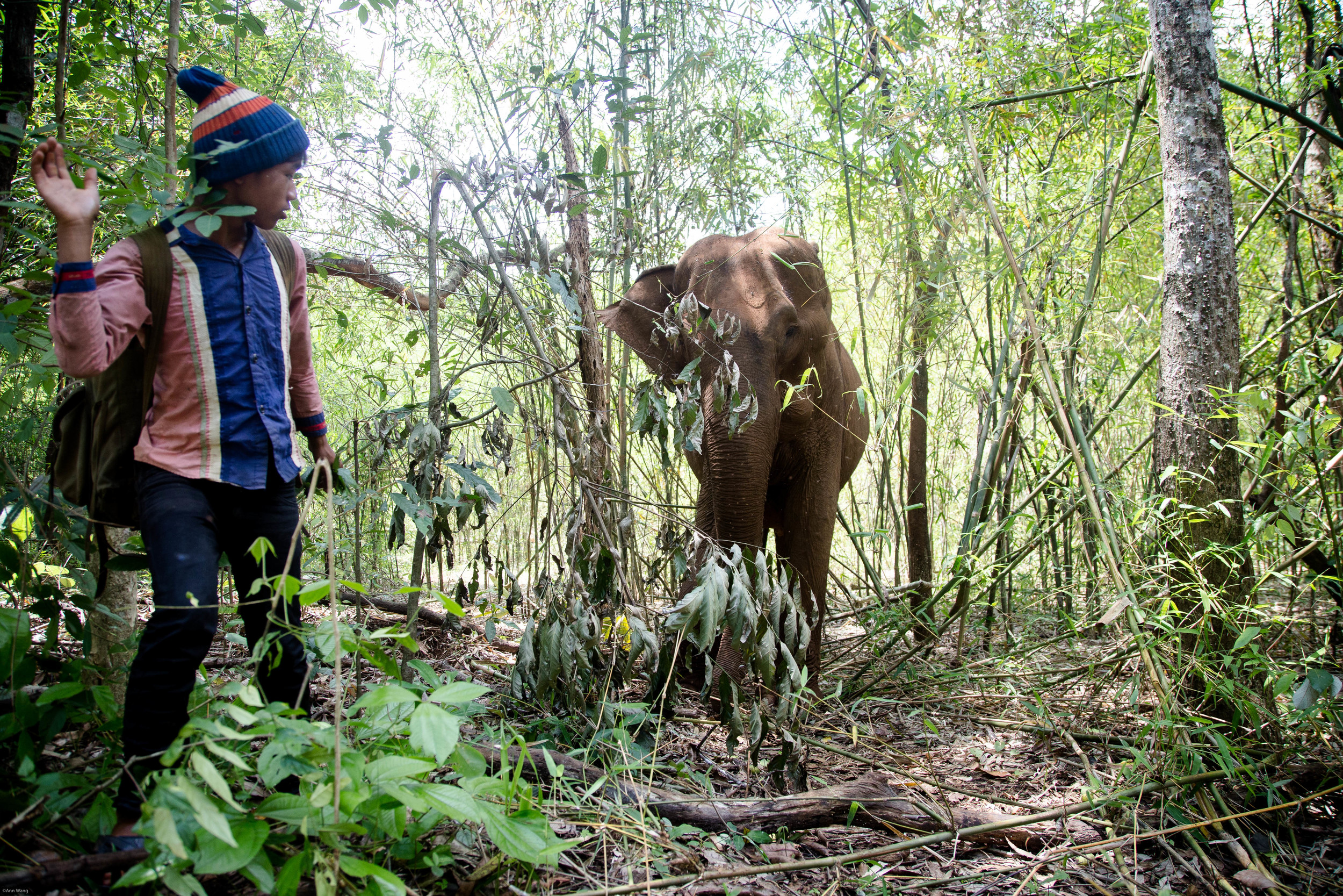  "The Mondulkiri Project" -Protecting the land from logging. Renting the elephant from the aboriginal village. Let the elephant walk freely in the protected land. Train aborigines to take care of the elephant or became a guide for "The Mondulkiri Pro