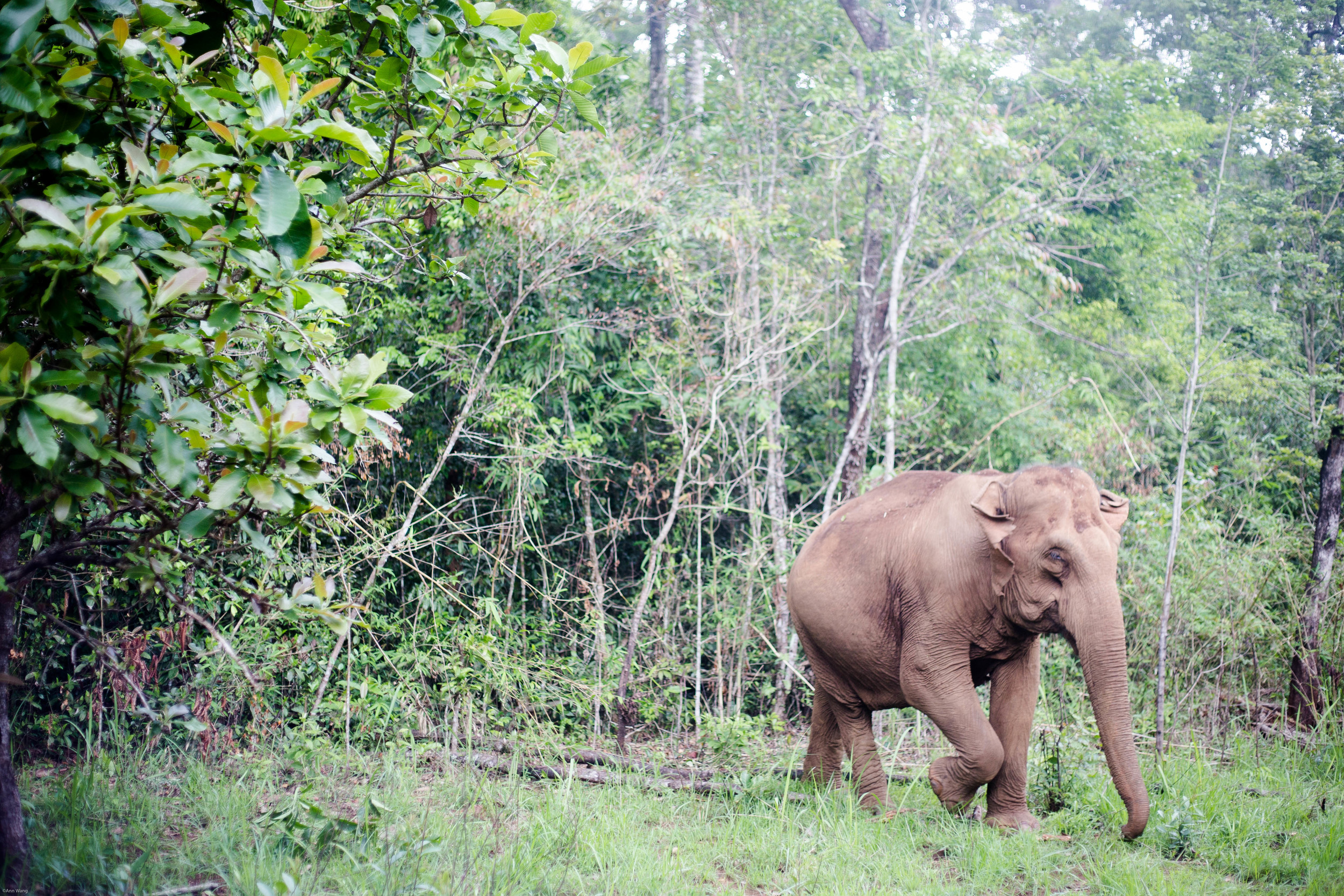  "The Mondulkiri Project" -Protecting the land from logging. Renting the elephant from the aboriginal village. Let the elephant walk freely in the protected land. Train aborigines to take care of the elephant or became a guide for "The Mondulkiri Pro