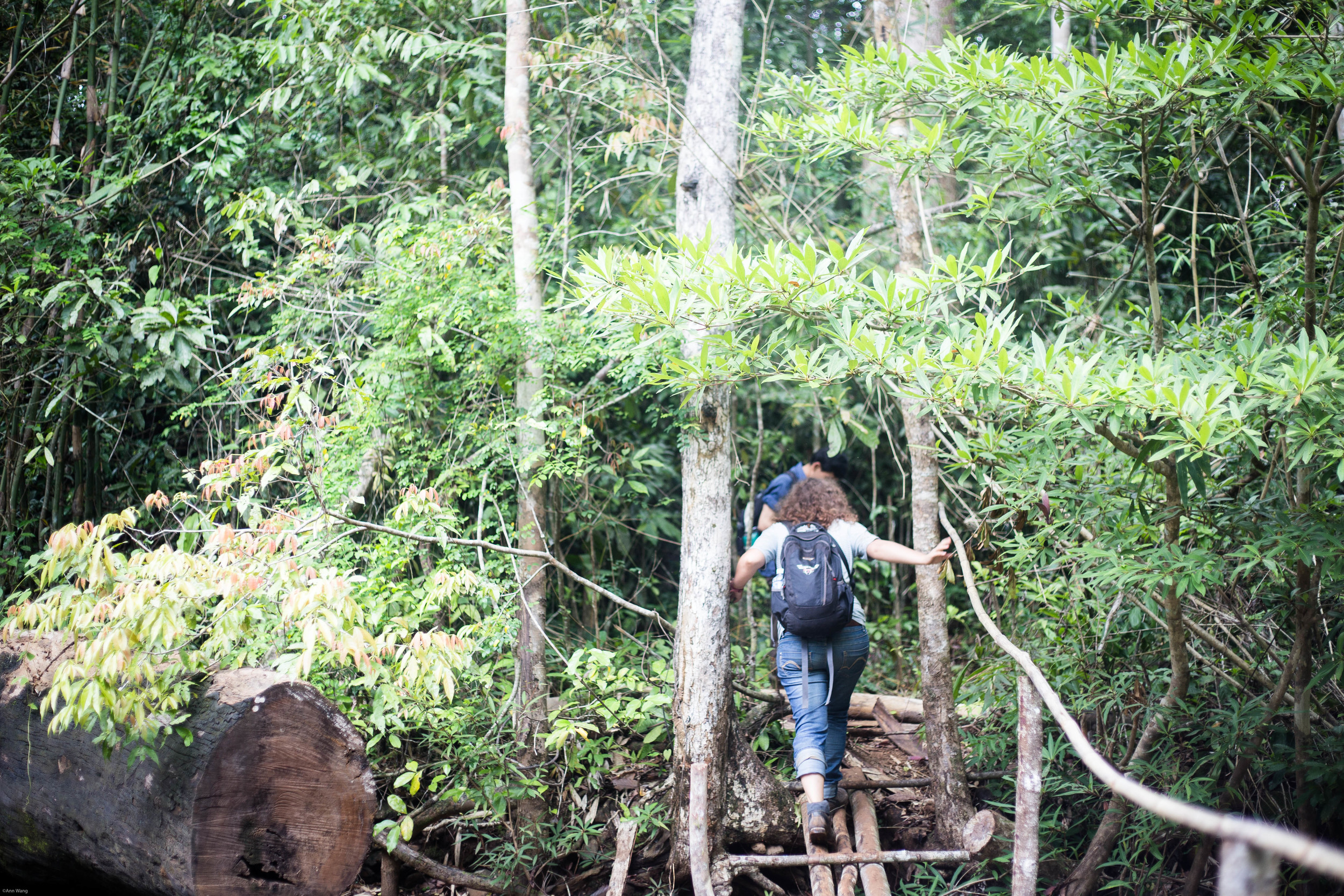  "The Mondulkiri Project" -Protecting the land from logging. Renting the elephant from the aboriginal village. Let the elephant walk freely in the protected land. Train aborigines to take care of the elephant or became a guide for "The Mondulkiri Pro