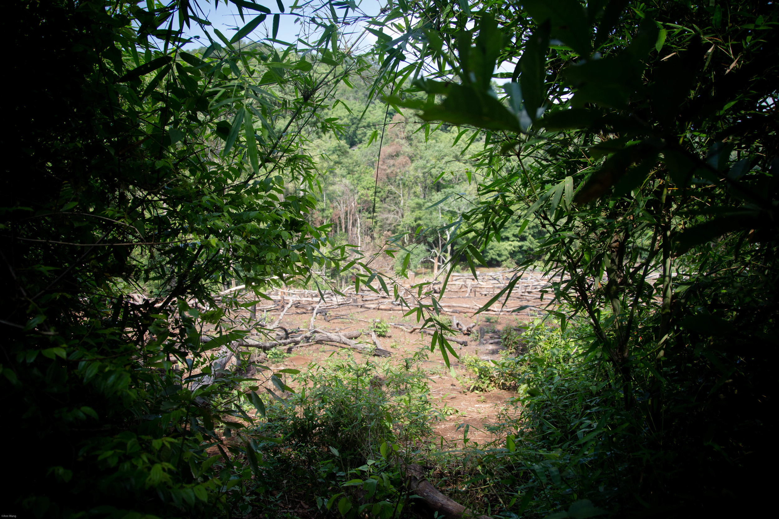  "The Mondulkiri Project" -Protecting the land from logging. Renting the elephant from the aboriginal village. Let the elephant walk freely in the protected land. Train aborigines to take care of the elephant or became a guide for "The Mondulkiri Pro