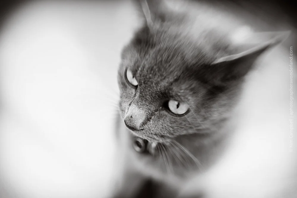 Animal - LENSBABY Sweet 35